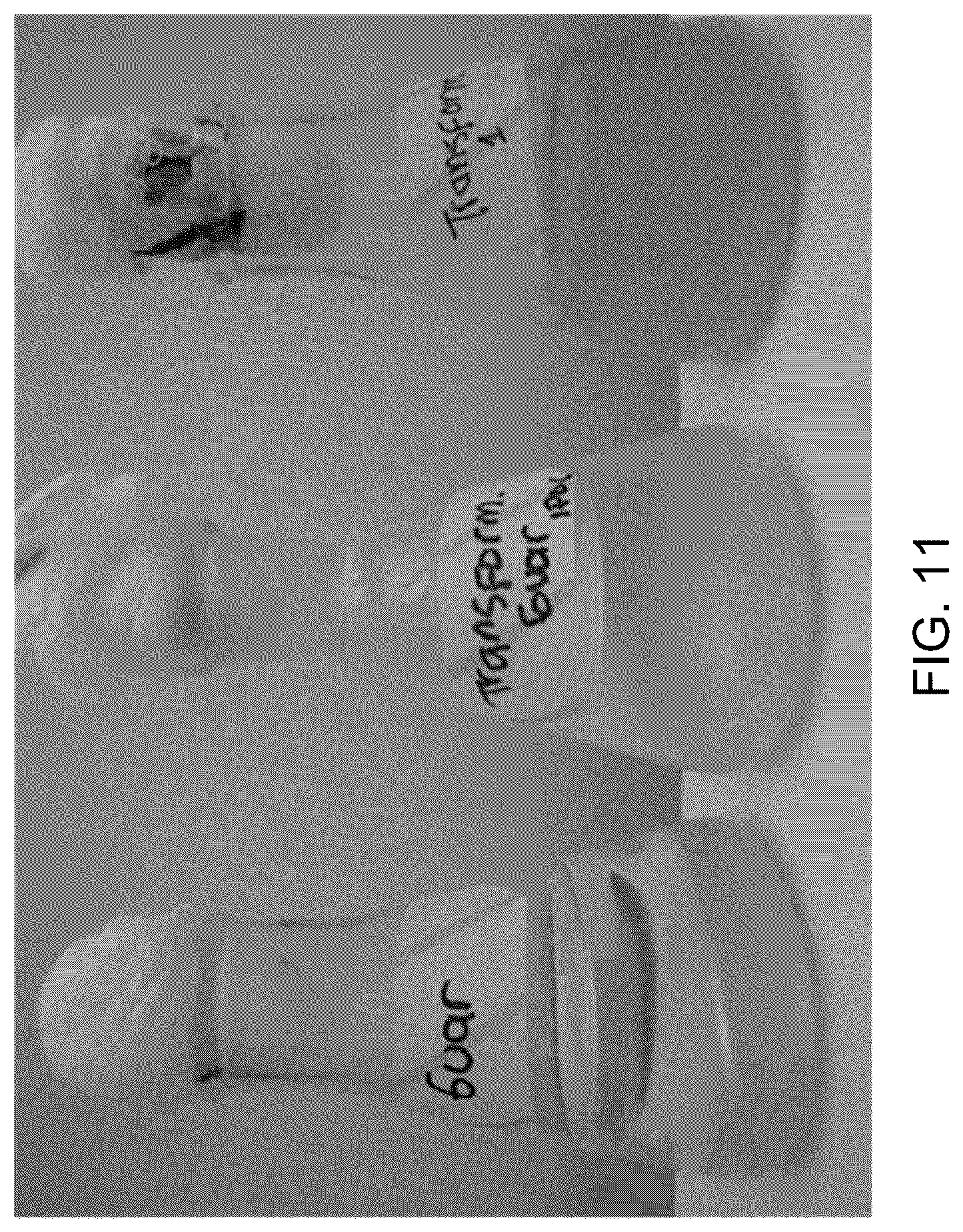 Patent US12312590 Figure 12 – Methods for producing carbo sugars and applications thereof