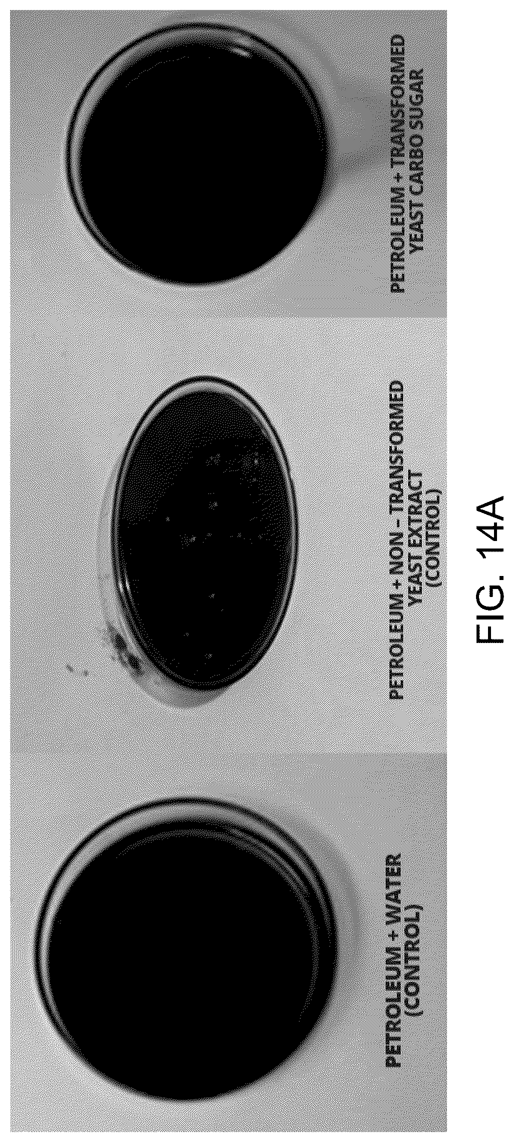 Patent US12312590 Figure 15 – Methods for producing carbo sugars and applications thereof