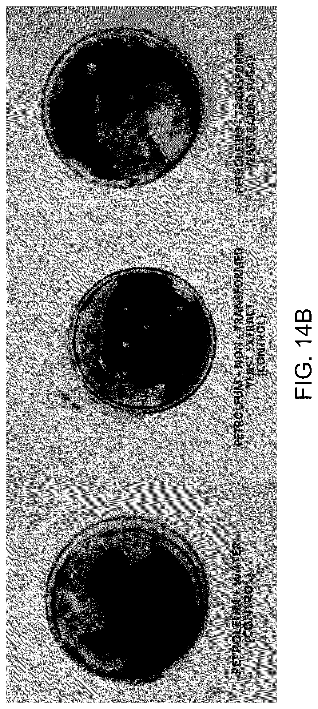 Patent US12312590 Figure 16 – Methods for producing carbo sugars and applications thereof