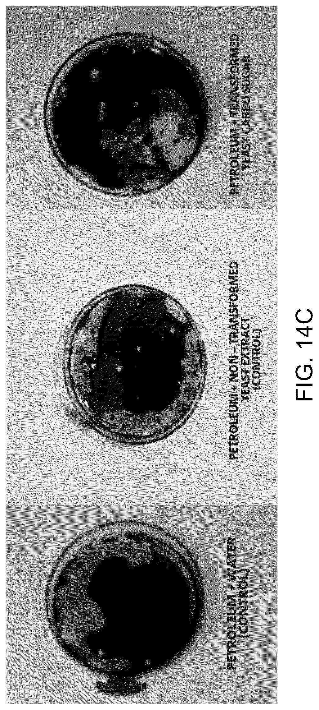 Patent US12312590 Figure 17 – Methods for producing carbo sugars and applications thereof
