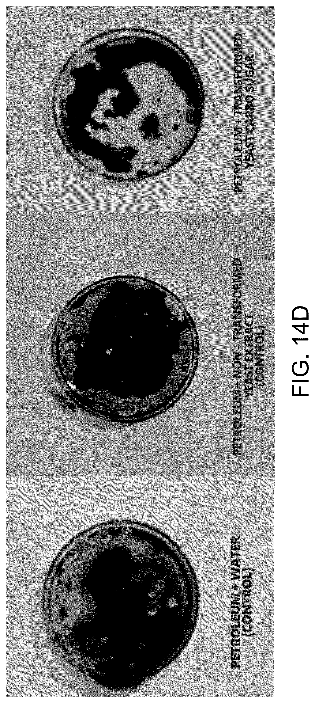 Patent US12312590 Figure 18 – Methods for producing carbo sugars and applications thereof