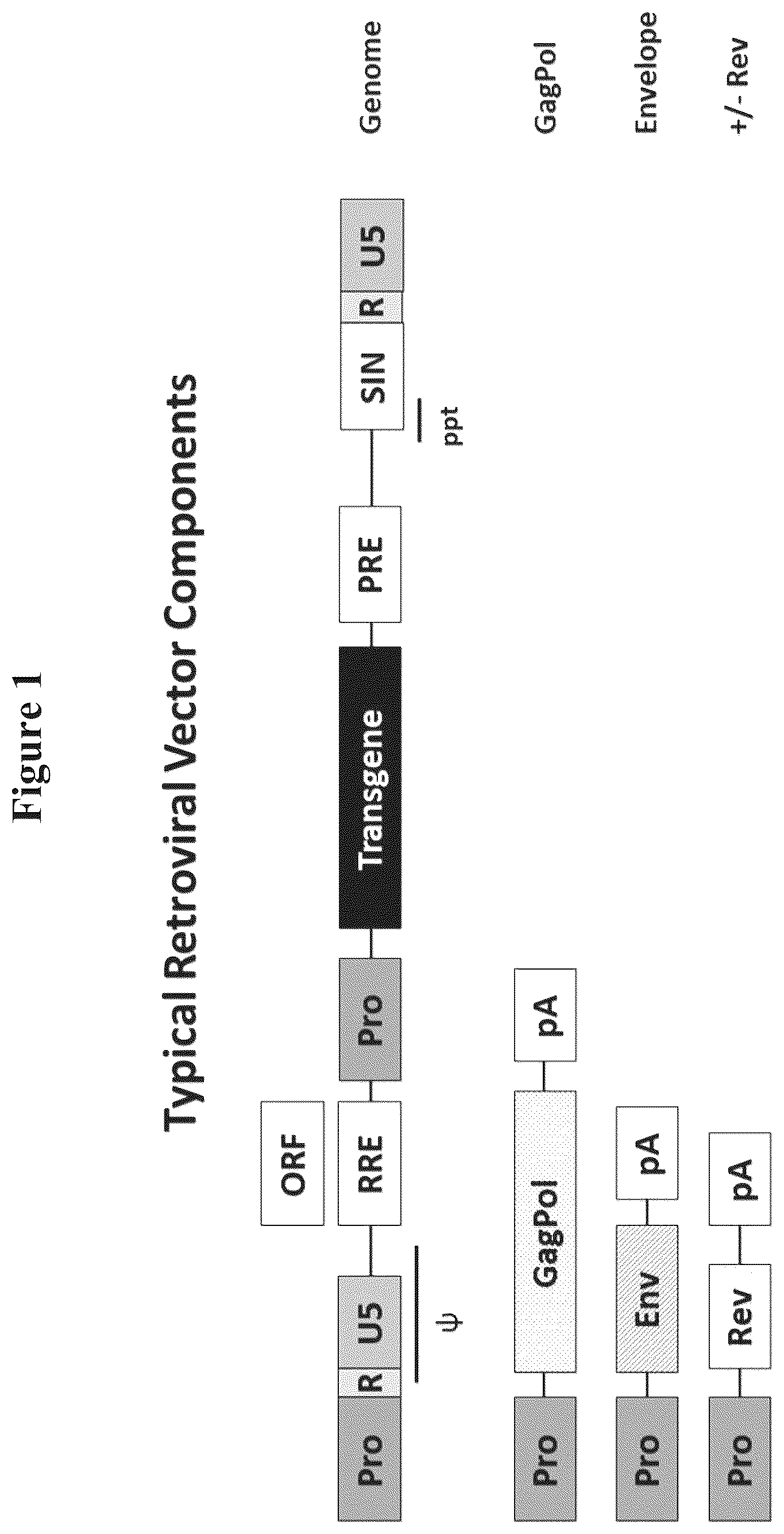 Patent US12312592 Figure 1 – Retroviral vector