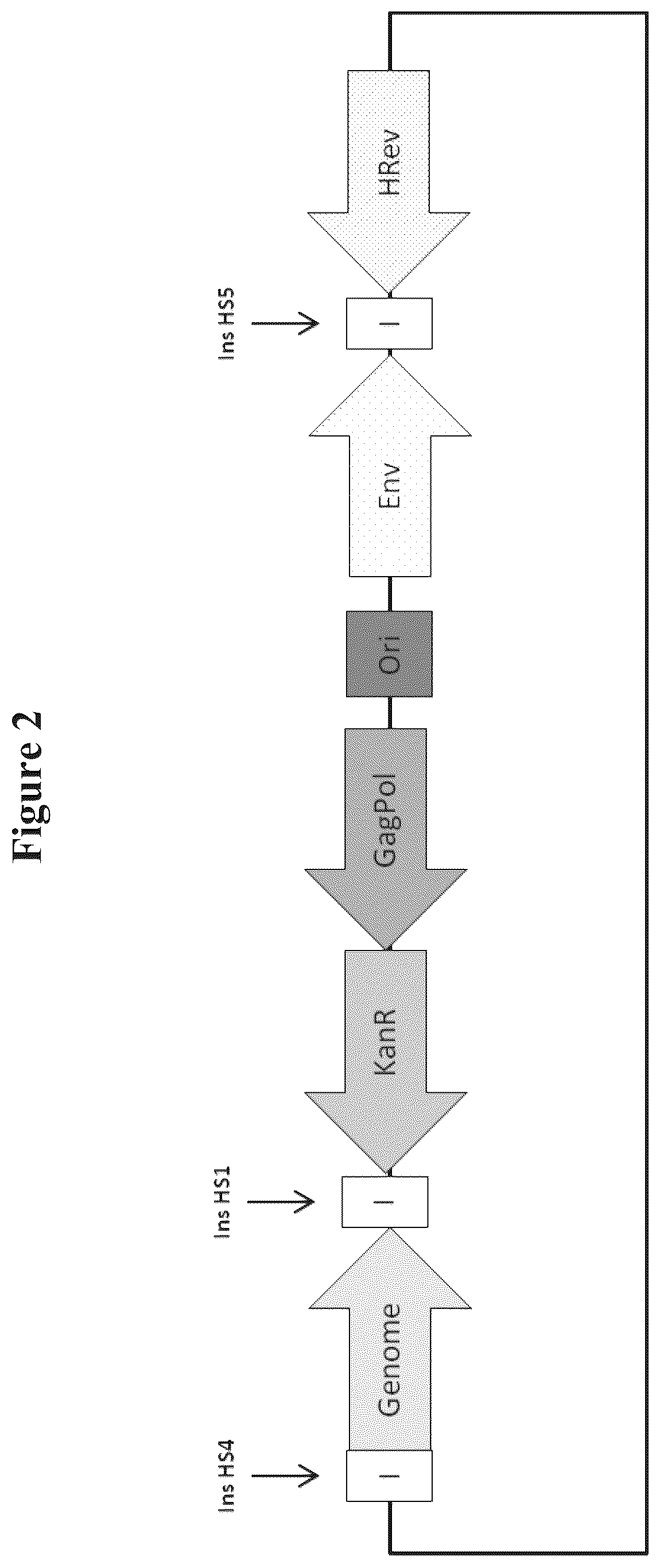 Patent US12312592 Figure 2 – Retroviral vector