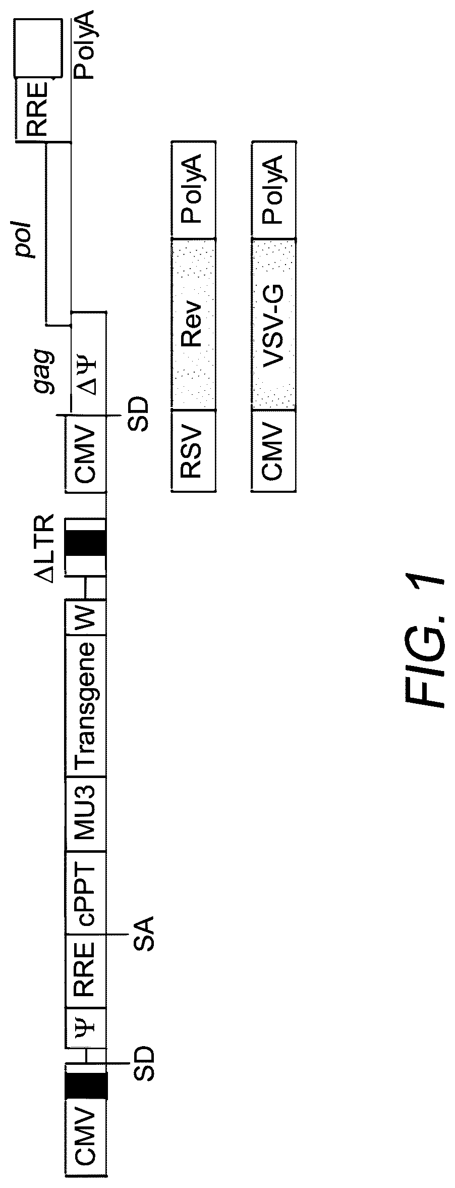 Patent US12312593 — Lymphocyte targeted lentiviral vectors — Figure 1