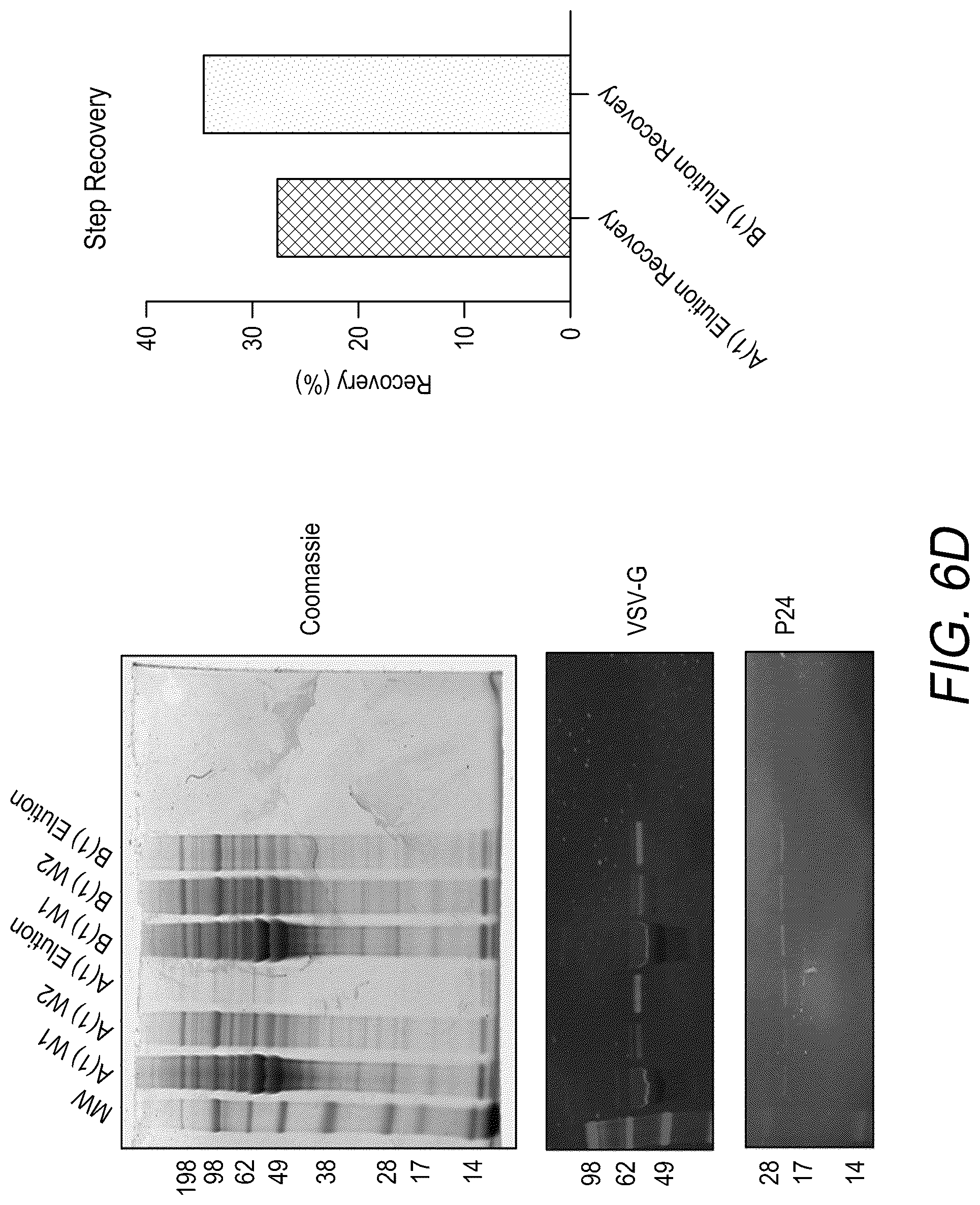 Patent US12312593 Figure 13 – Lymphocyte targeted lentiviral vectors