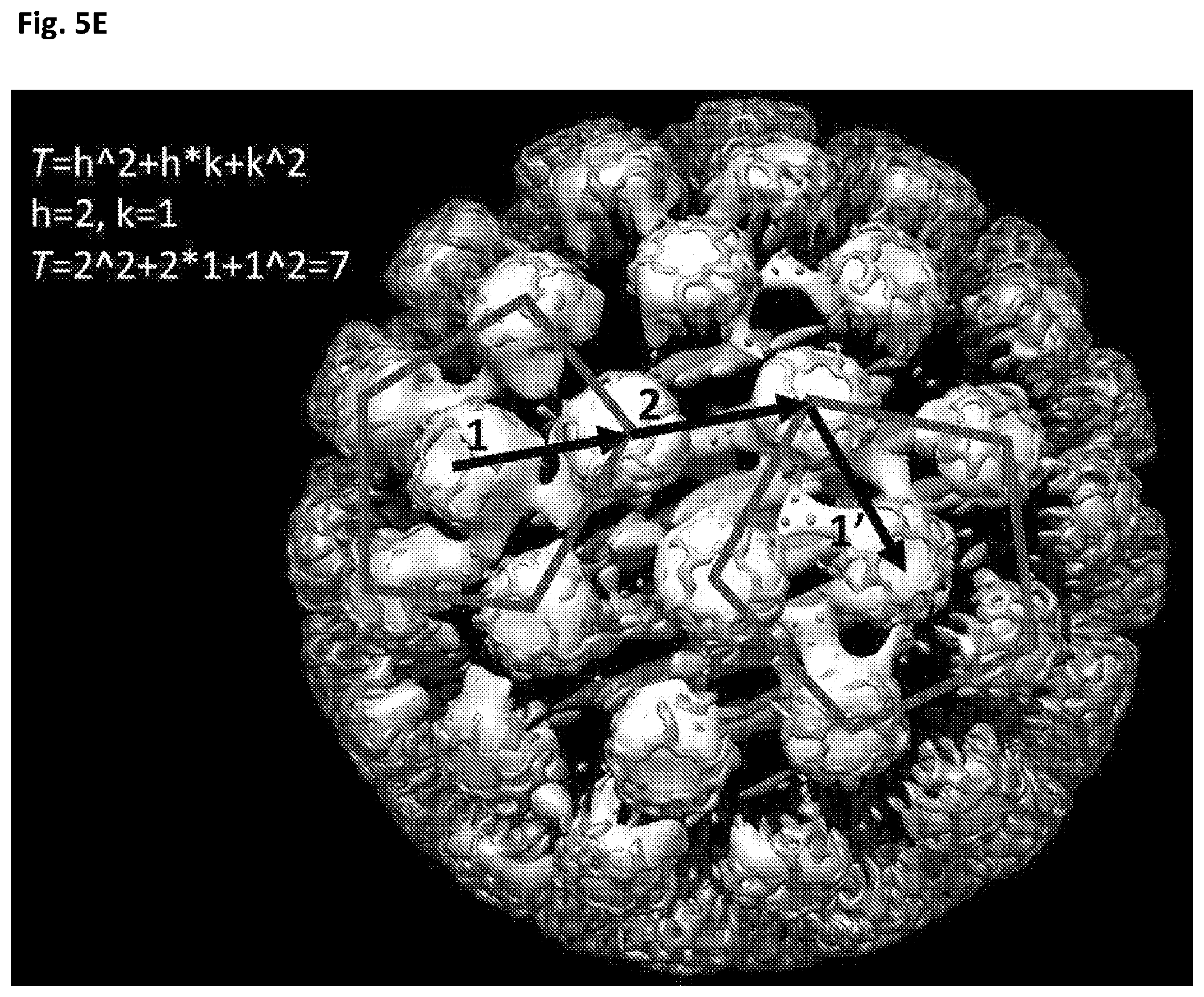 Patent US12312594 Figure 18 – Nucleic acid origami structure encapsulated by capsid units