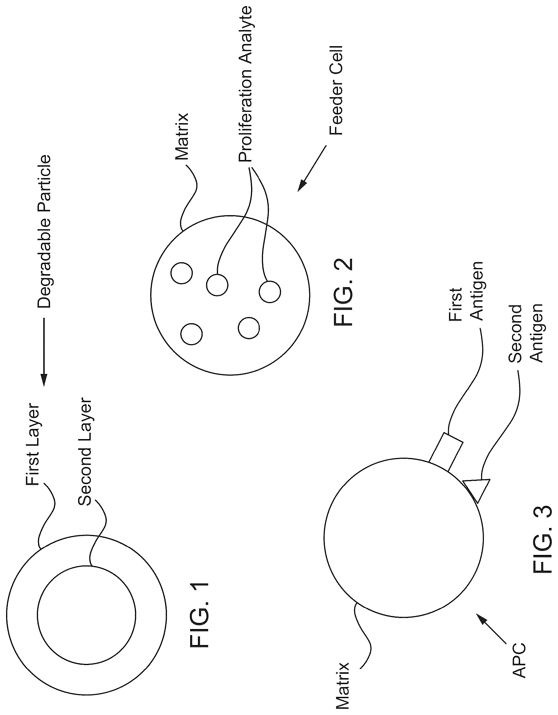 Patent US12312595 Figure 1 – Hydrogel particles as feeder cells and as synthetic antigen presenting cells