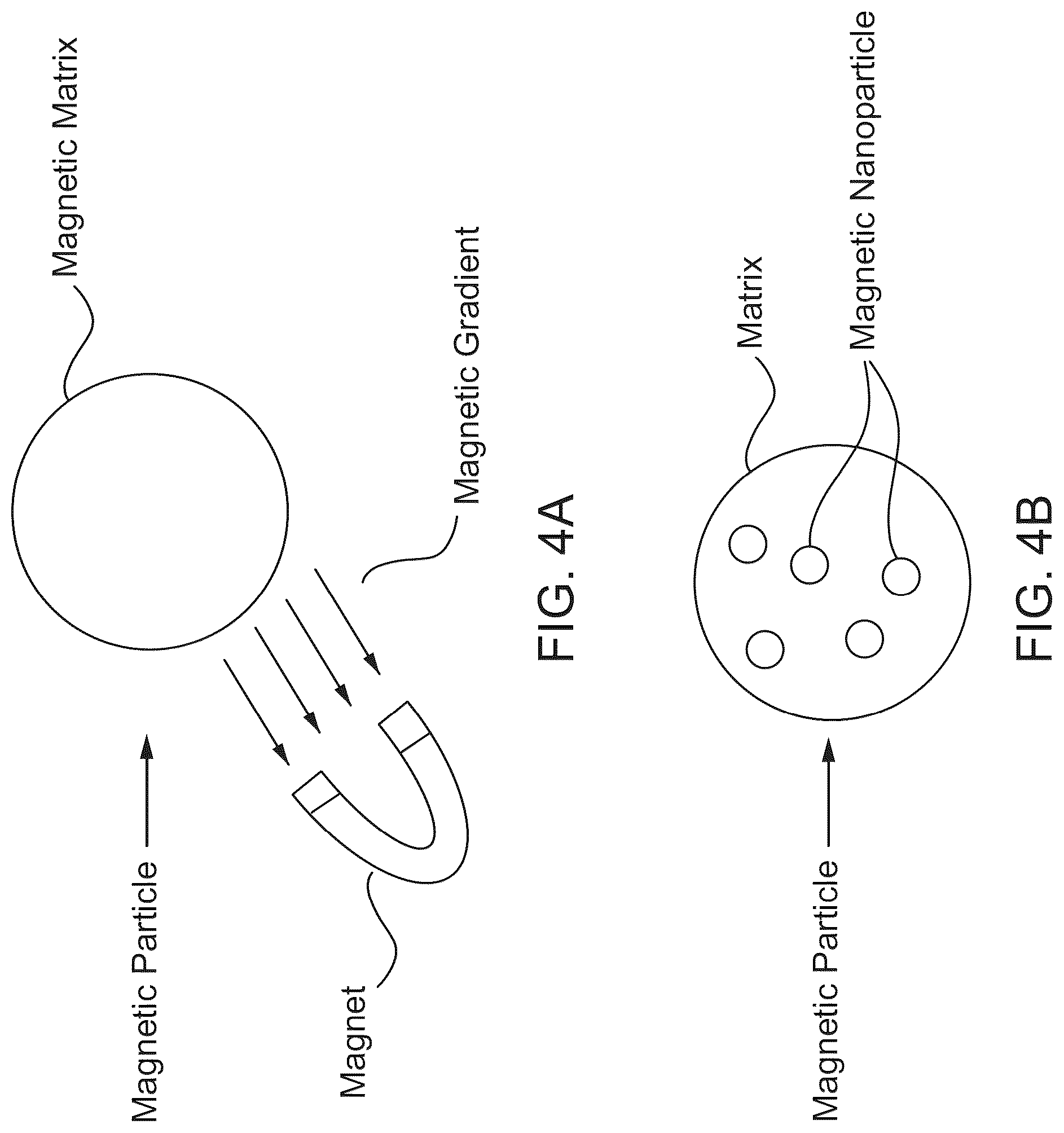 Patent US12312595 Figure 2 – Hydrogel particles as feeder cells and as synthetic antigen presenting cells