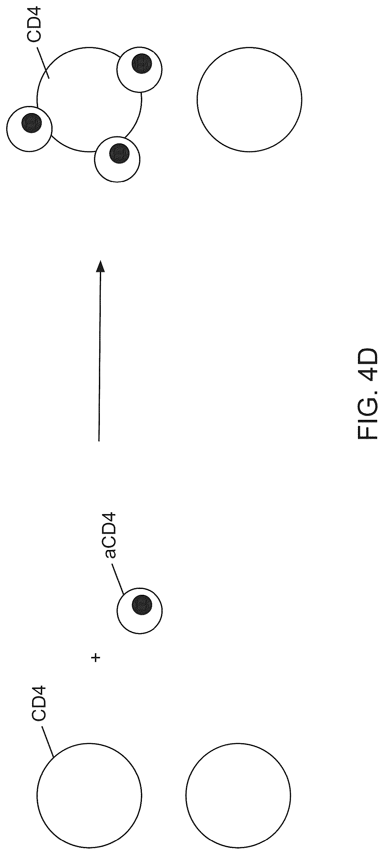 Patent US12312595 Figure 4 – Hydrogel particles as feeder cells and as synthetic antigen presenting cells