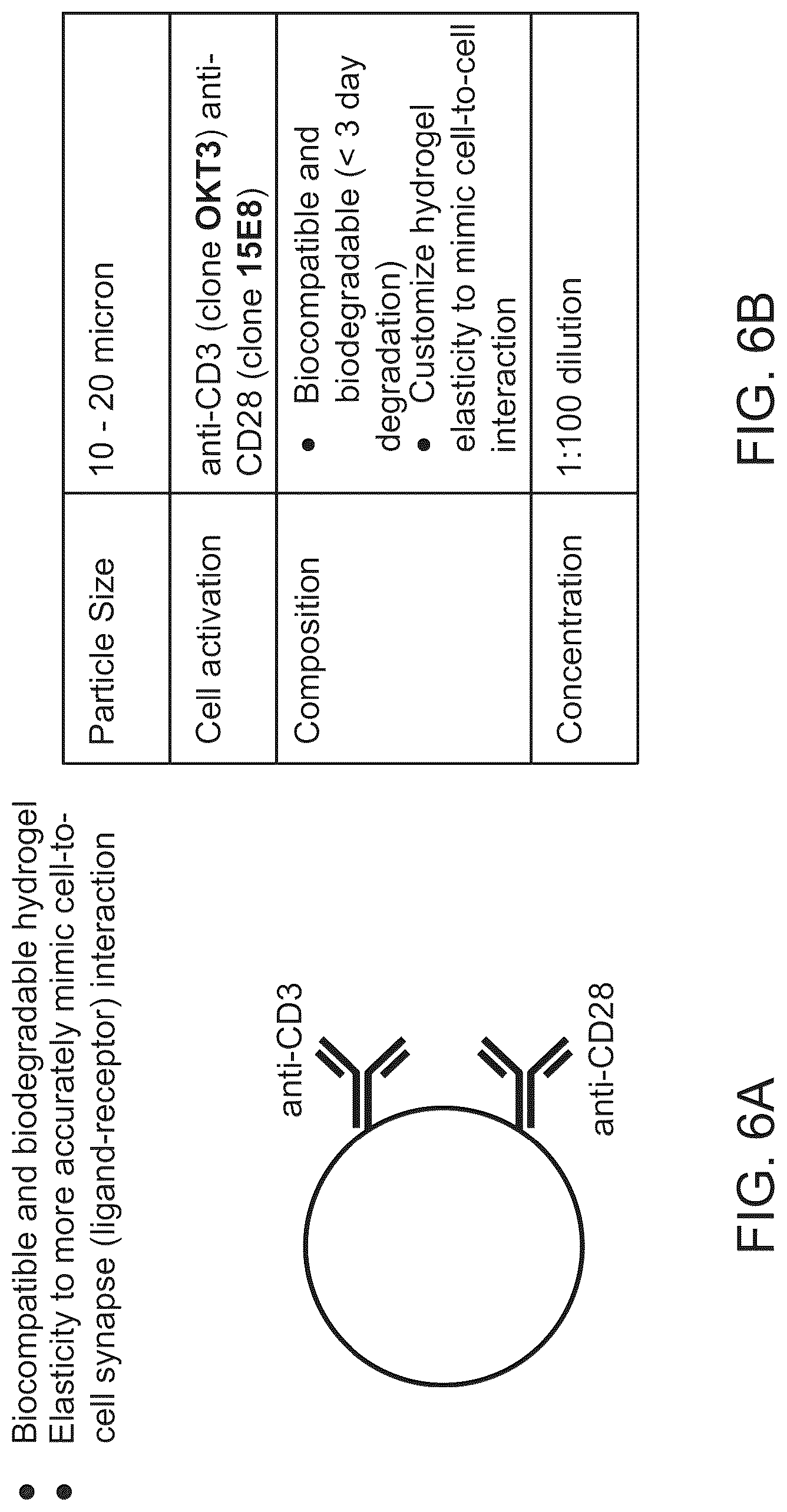 Patent US12312595 Figure 8 – Hydrogel particles as feeder cells and as synthetic antigen presenting cells