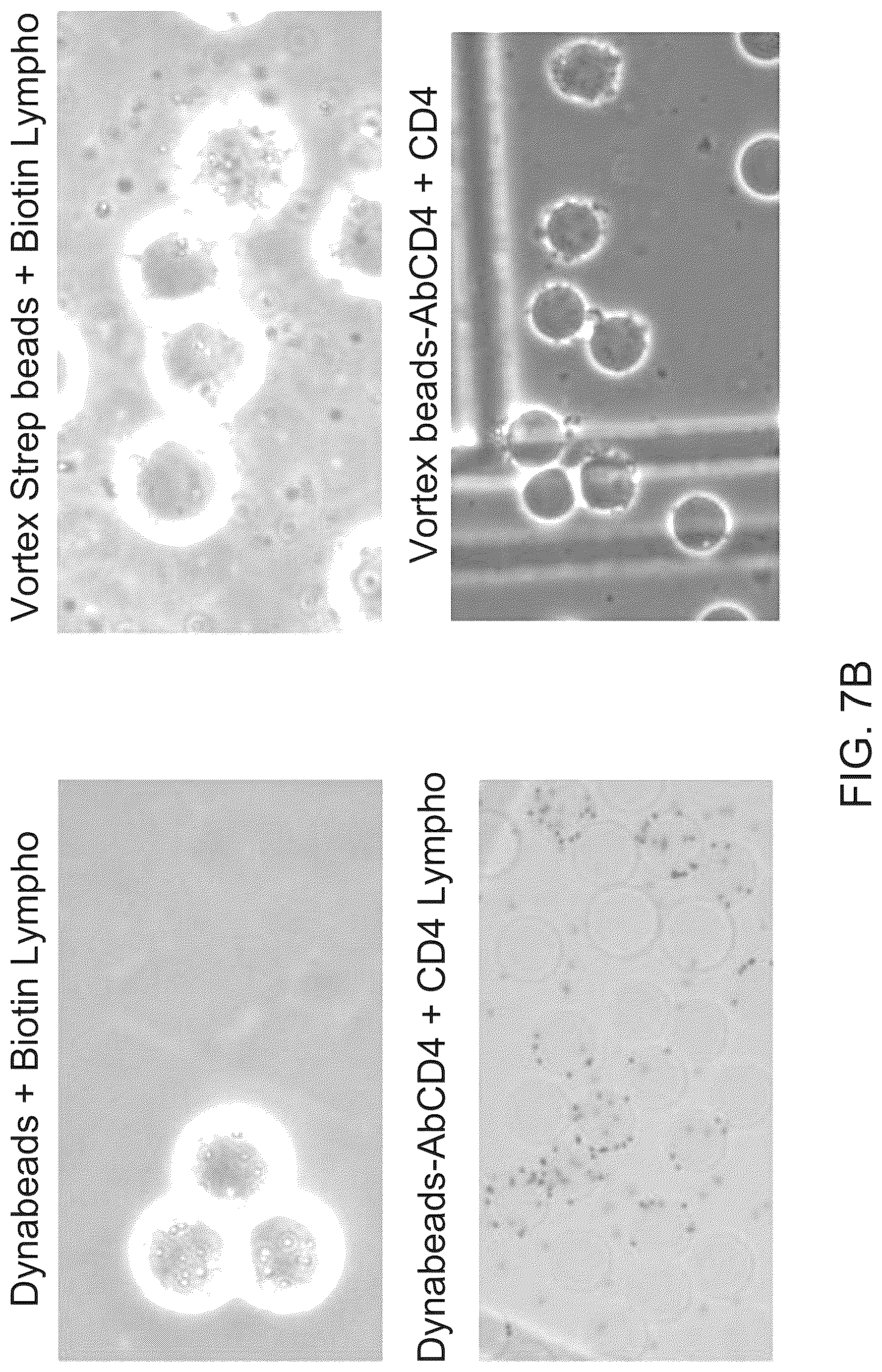 Patent US12312595 Figure 10 – Hydrogel particles as feeder cells and as synthetic antigen presenting cells