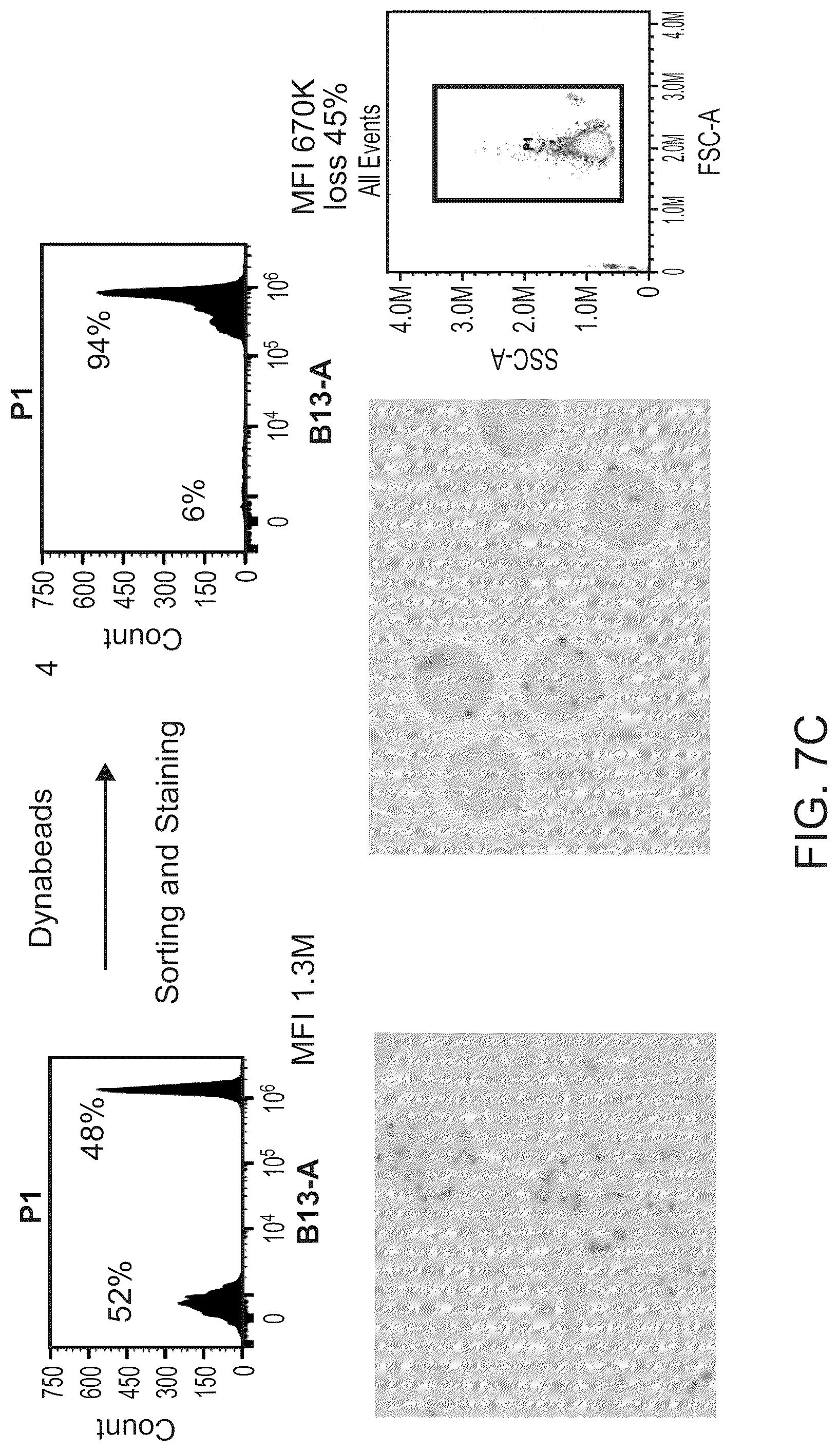 Patent US12312595 Figure 11 – Hydrogel particles as feeder cells and as synthetic antigen presenting cells