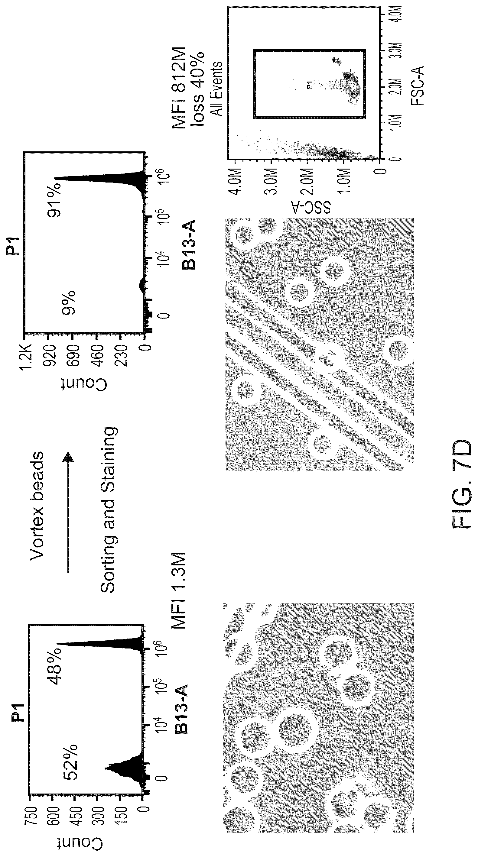 Patent US12312595 Figure 12 – Hydrogel particles as feeder cells and as synthetic antigen presenting cells