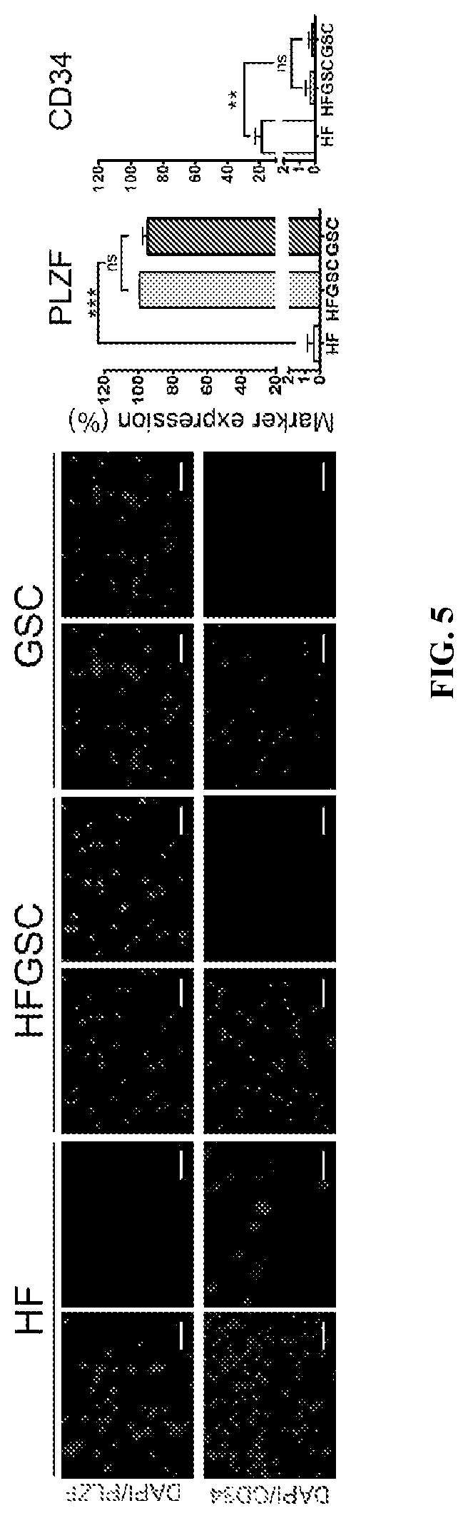 Patent US12312596 Figure 5 – Method of transdifferentiating hair follicle stem cells into sperm stem cells