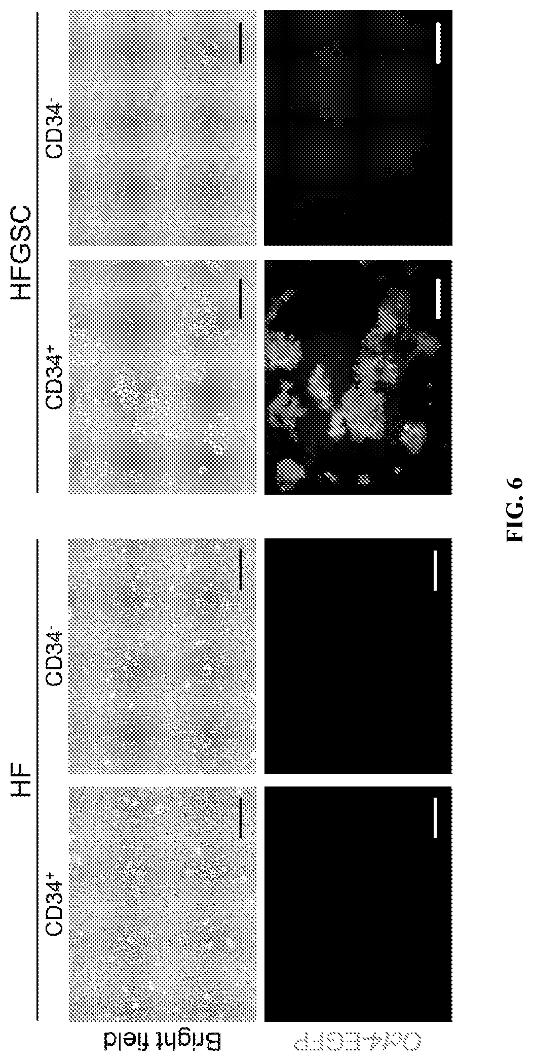 Patent US12312596 Figure 6 – Method of transdifferentiating hair follicle stem cells into sperm stem cells