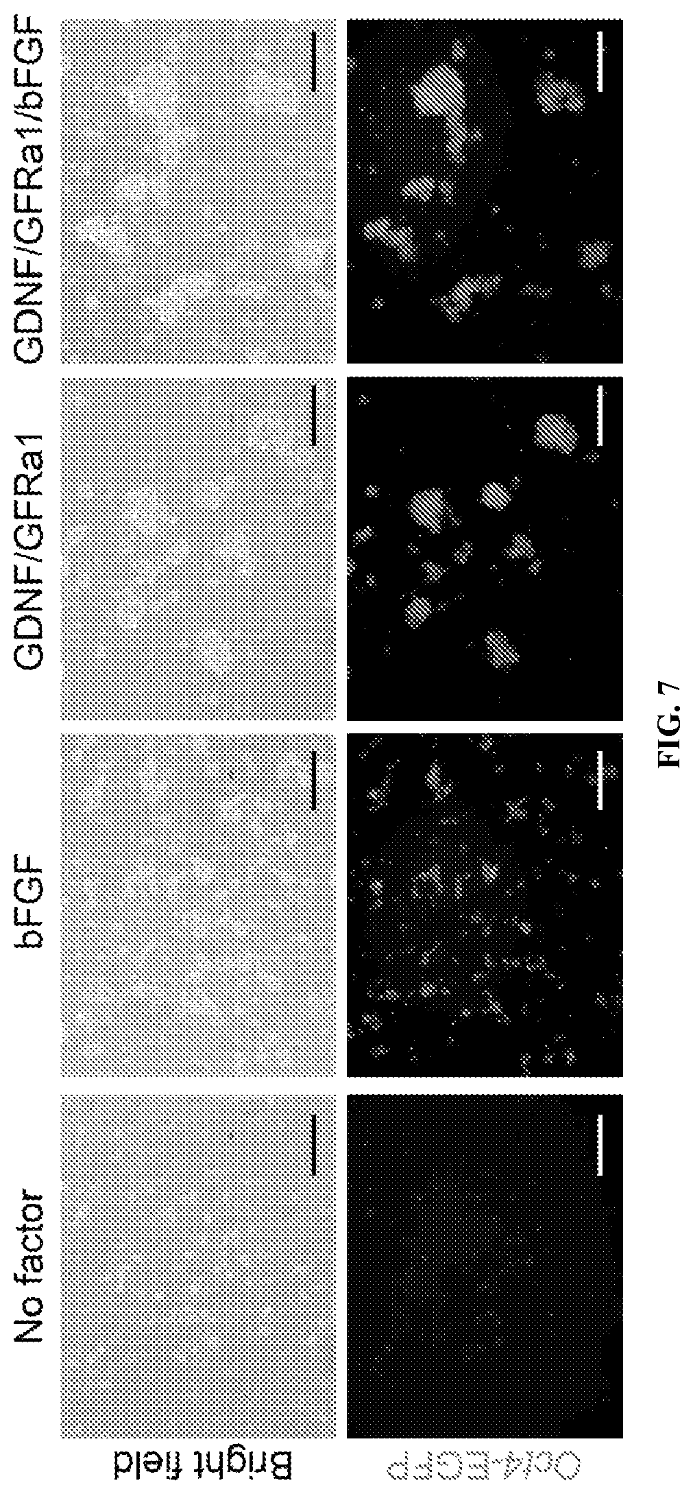 Patent US12312596 Figure 7 – Method of transdifferentiating hair follicle stem cells into sperm stem cells