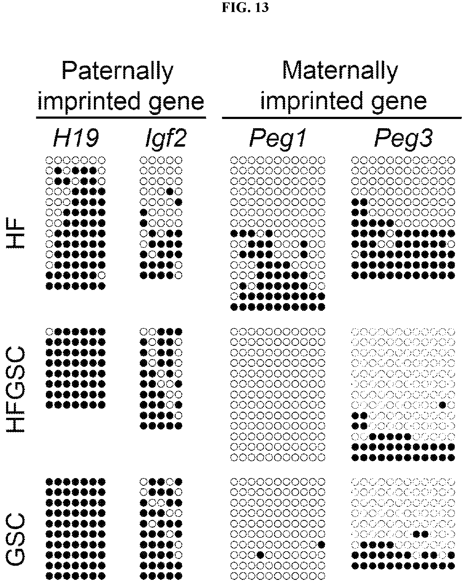 Patent US12312596 Figure 13 – Method of transdifferentiating hair follicle stem cells into sperm stem cells