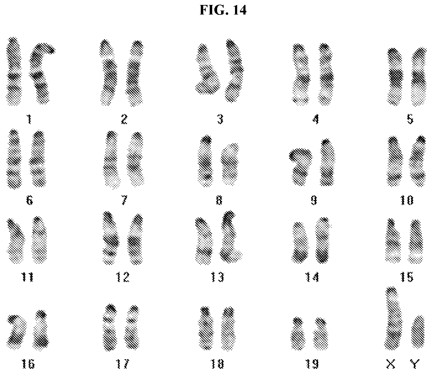 Patent US12312596 Figure 14 – Method of transdifferentiating hair follicle stem cells into sperm stem cells