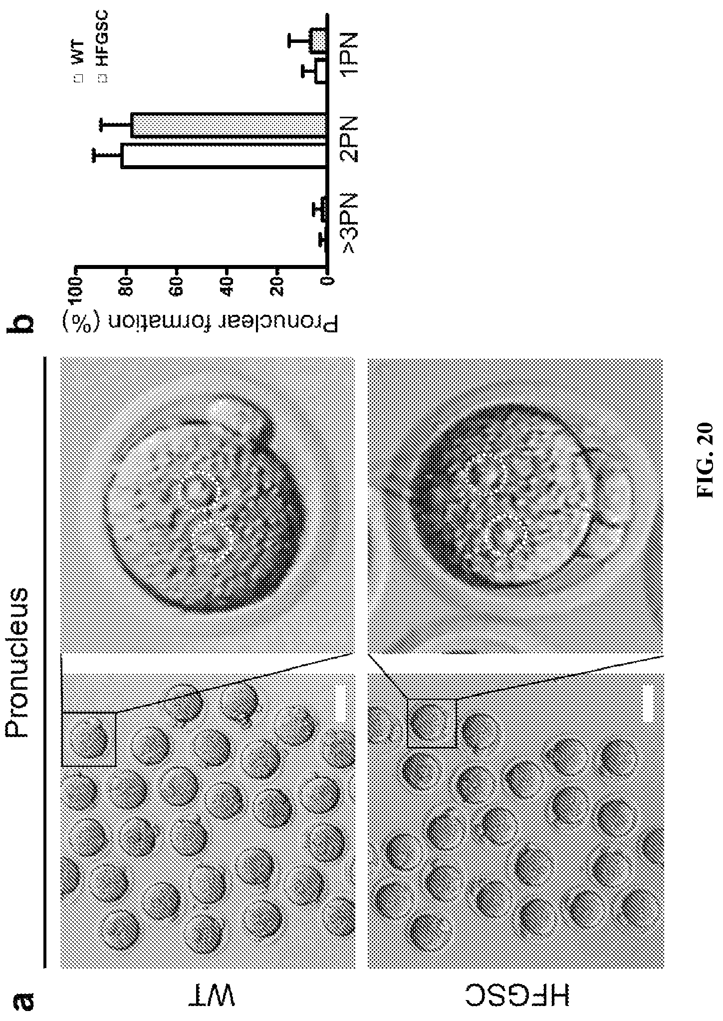 Patent US12312596 Figure 20 – Method of transdifferentiating hair follicle stem cells into sperm stem cells