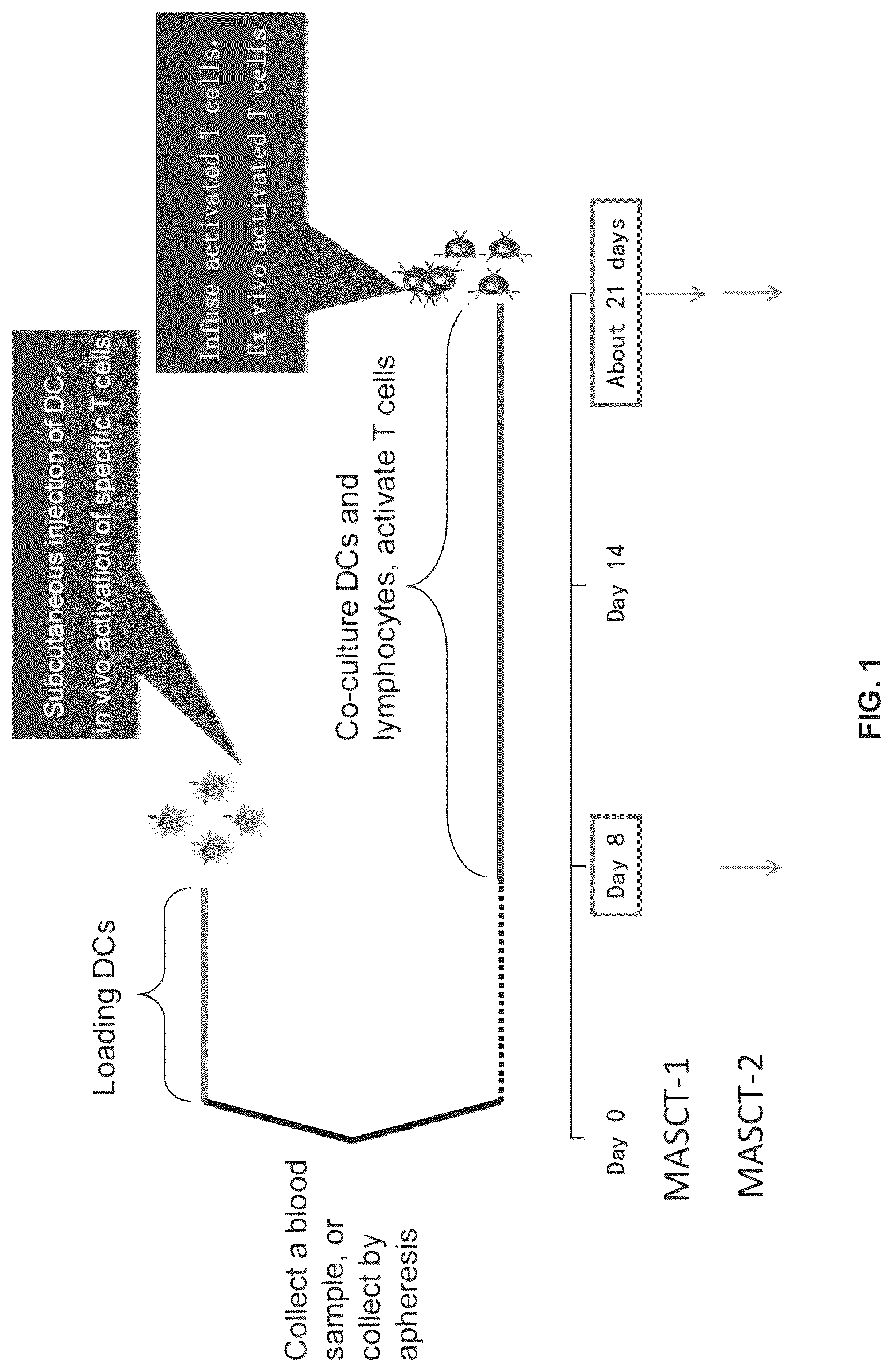 Patent US12312597 Figure 1 – Methods of cancer treatment using activated t cells