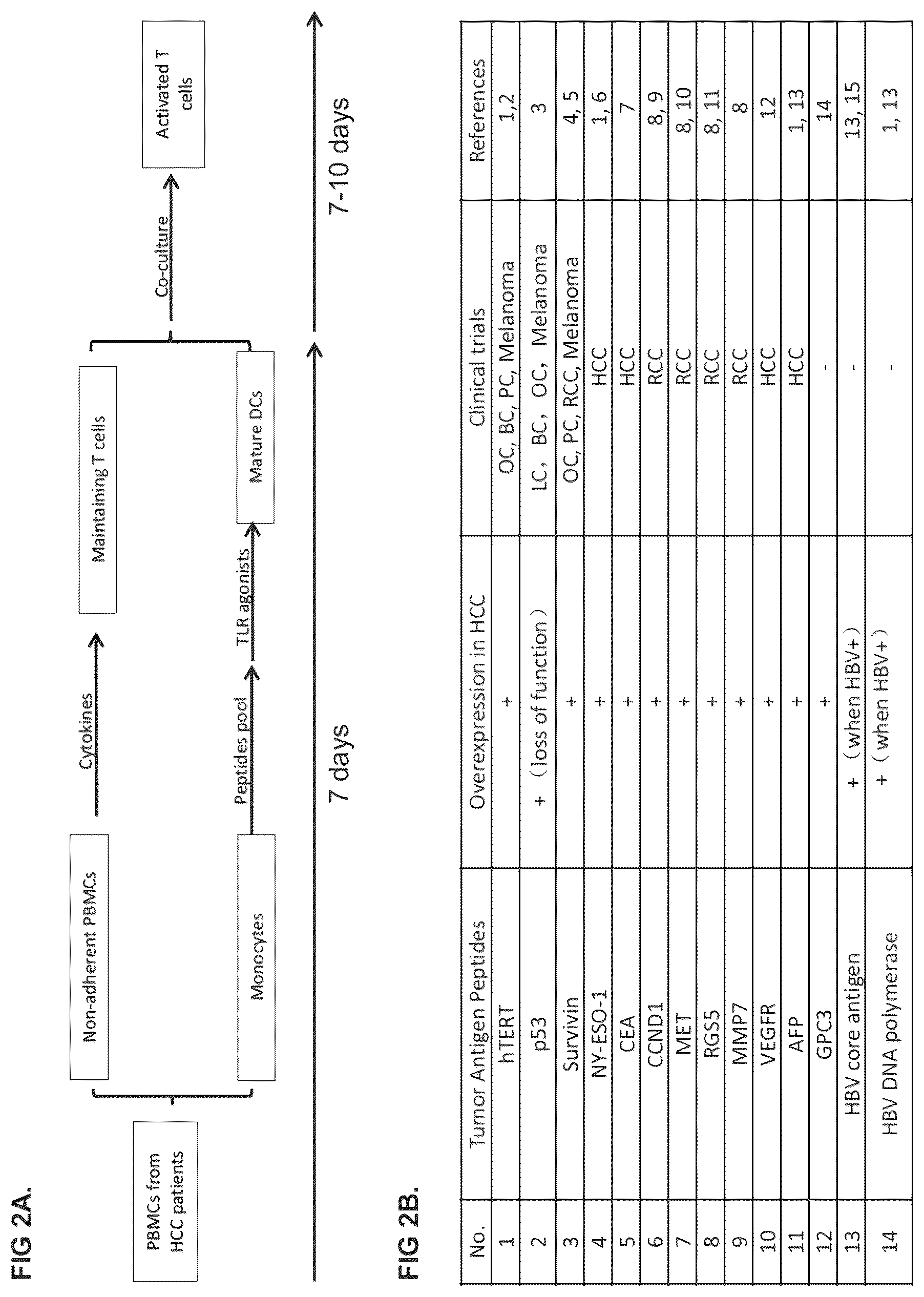 Patent US12312597 Figure 2 – Methods of cancer treatment using activated t cells