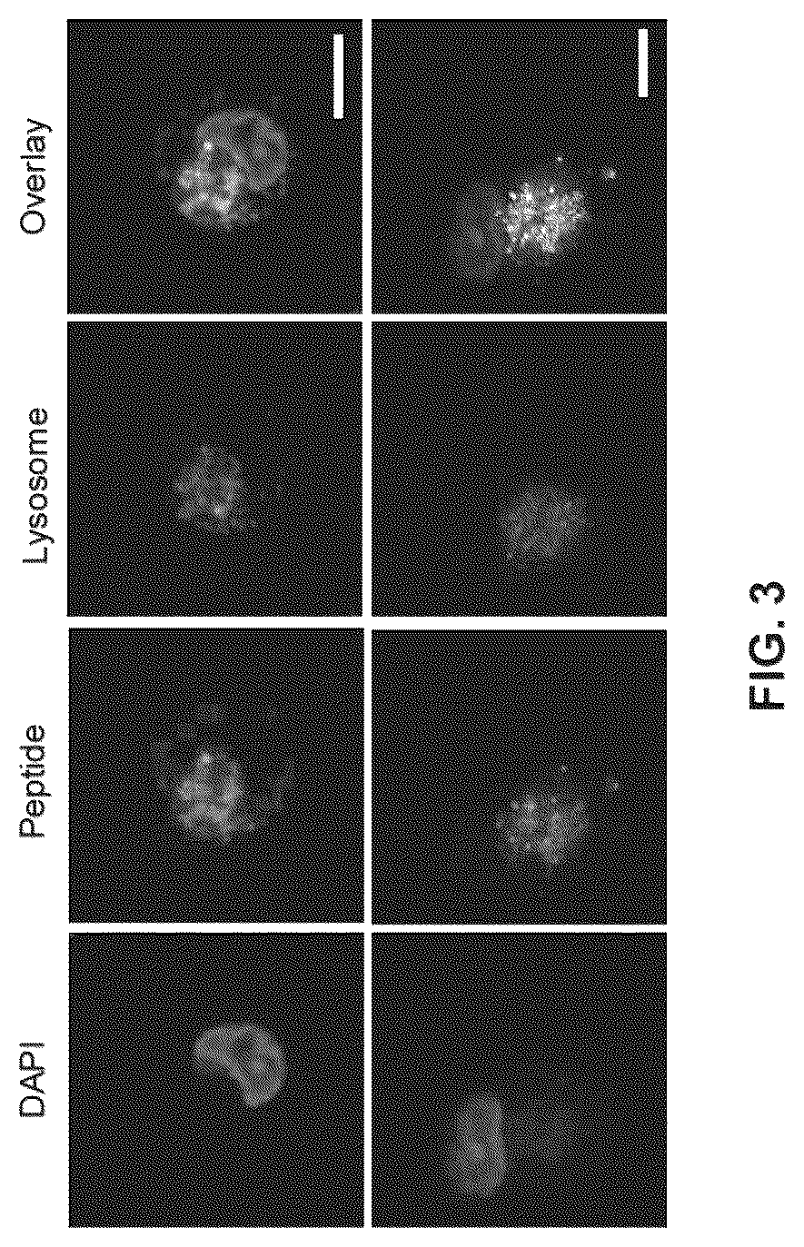 Patent US12312597 Figure 4 – Methods of cancer treatment using activated t cells