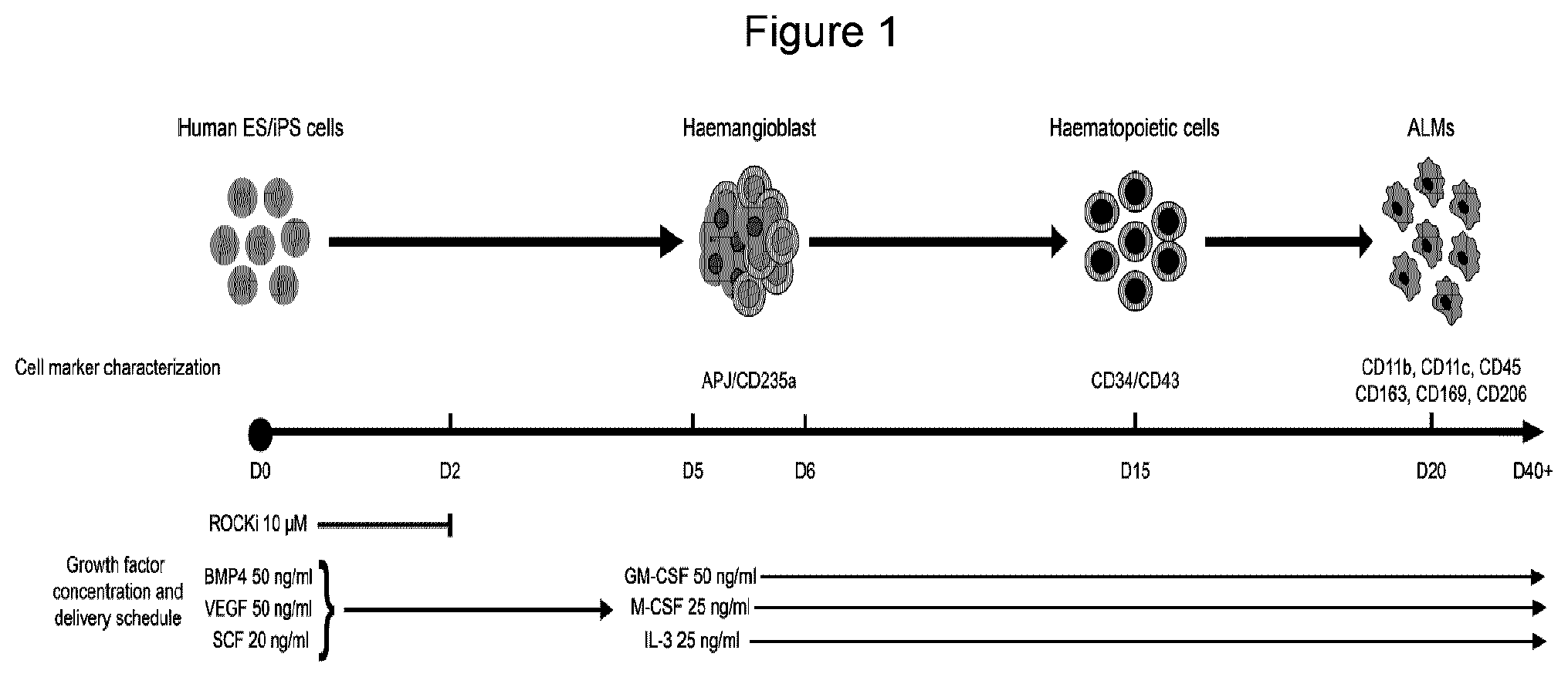 Patent US12312598 Figure 1 – Method of generating hemangioblasts