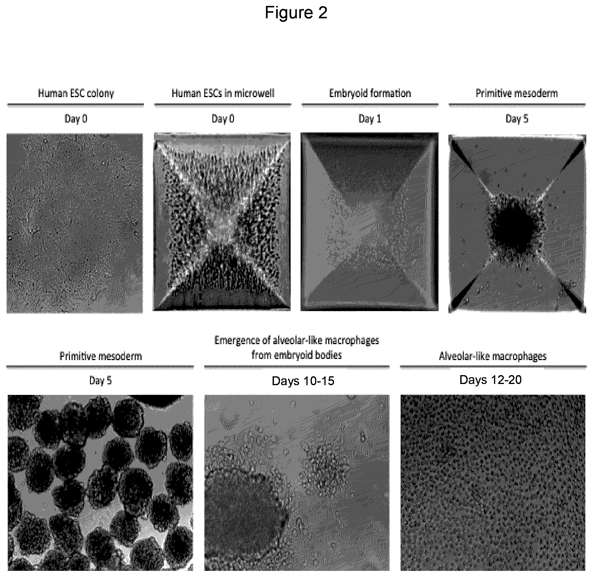 Patent US12312598 Figure 2 – Method of generating hemangioblasts