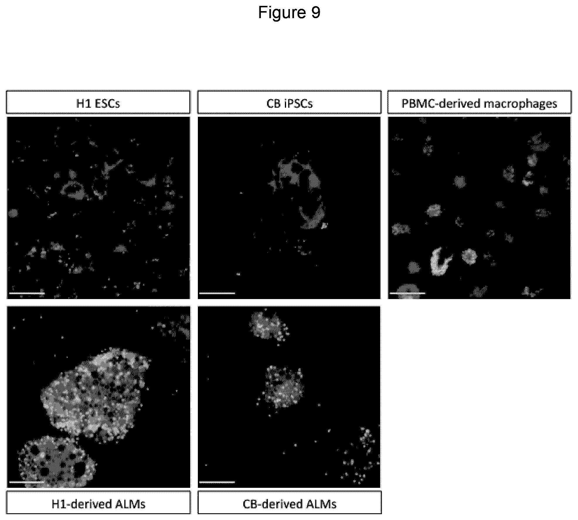 Patent US12312598 Figure 9 – Method of generating hemangioblasts