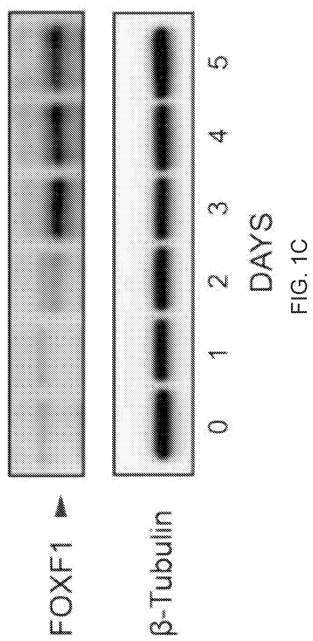 Patent US12312599 Figure 2 – Methods, compositions, and kits for producing beige adipocytes and treating metabolic disorders