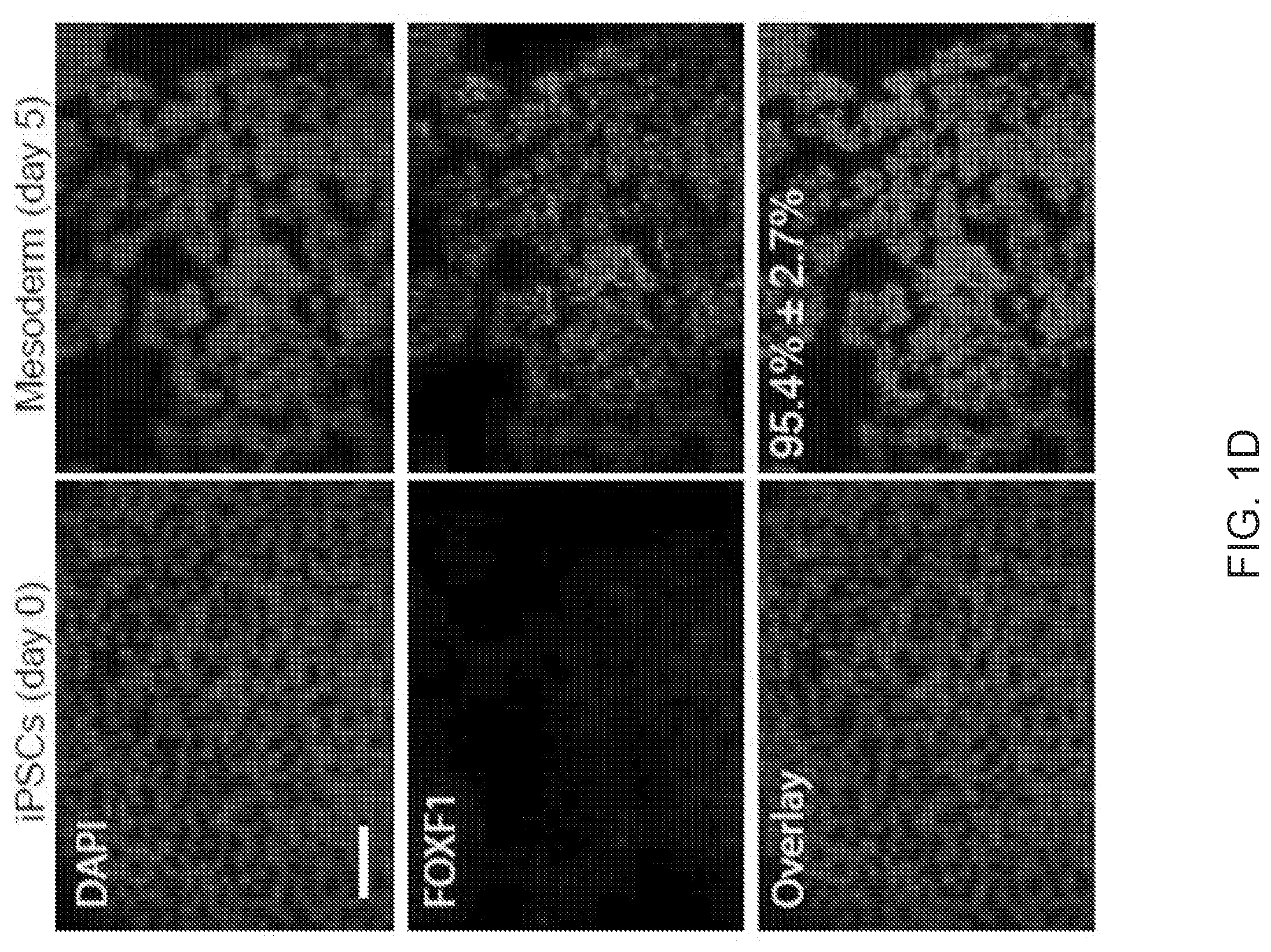 Patent US12312599 Figure 3 – Methods, compositions, and kits for producing beige adipocytes and treating metabolic disorders