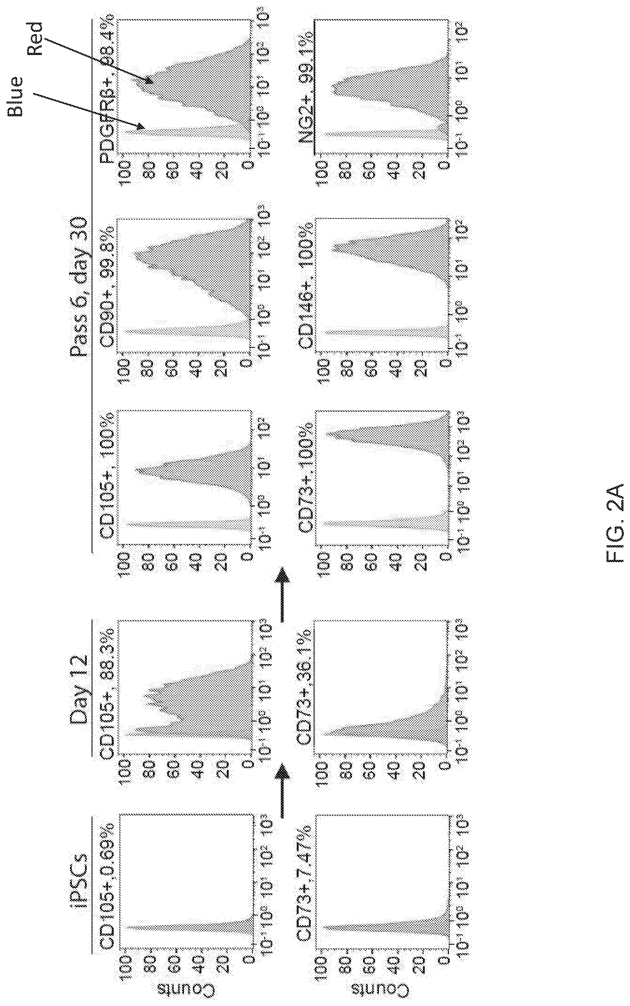 Patent US12312599 Figure 4 – Methods, compositions, and kits for producing beige adipocytes and treating metabolic disorders