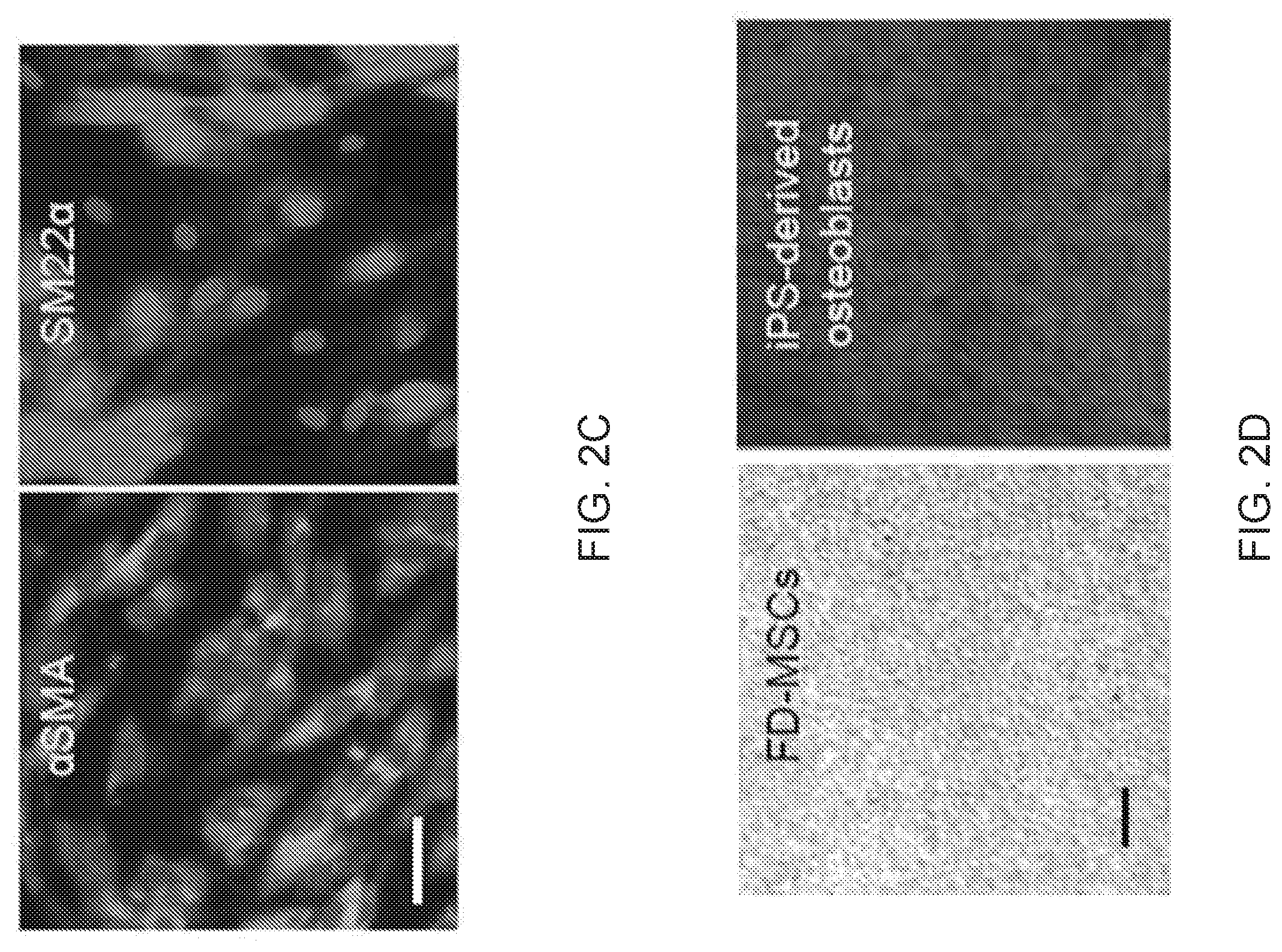 Patent US12312599 Figure 6 – Methods, compositions, and kits for producing beige adipocytes and treating metabolic disorders