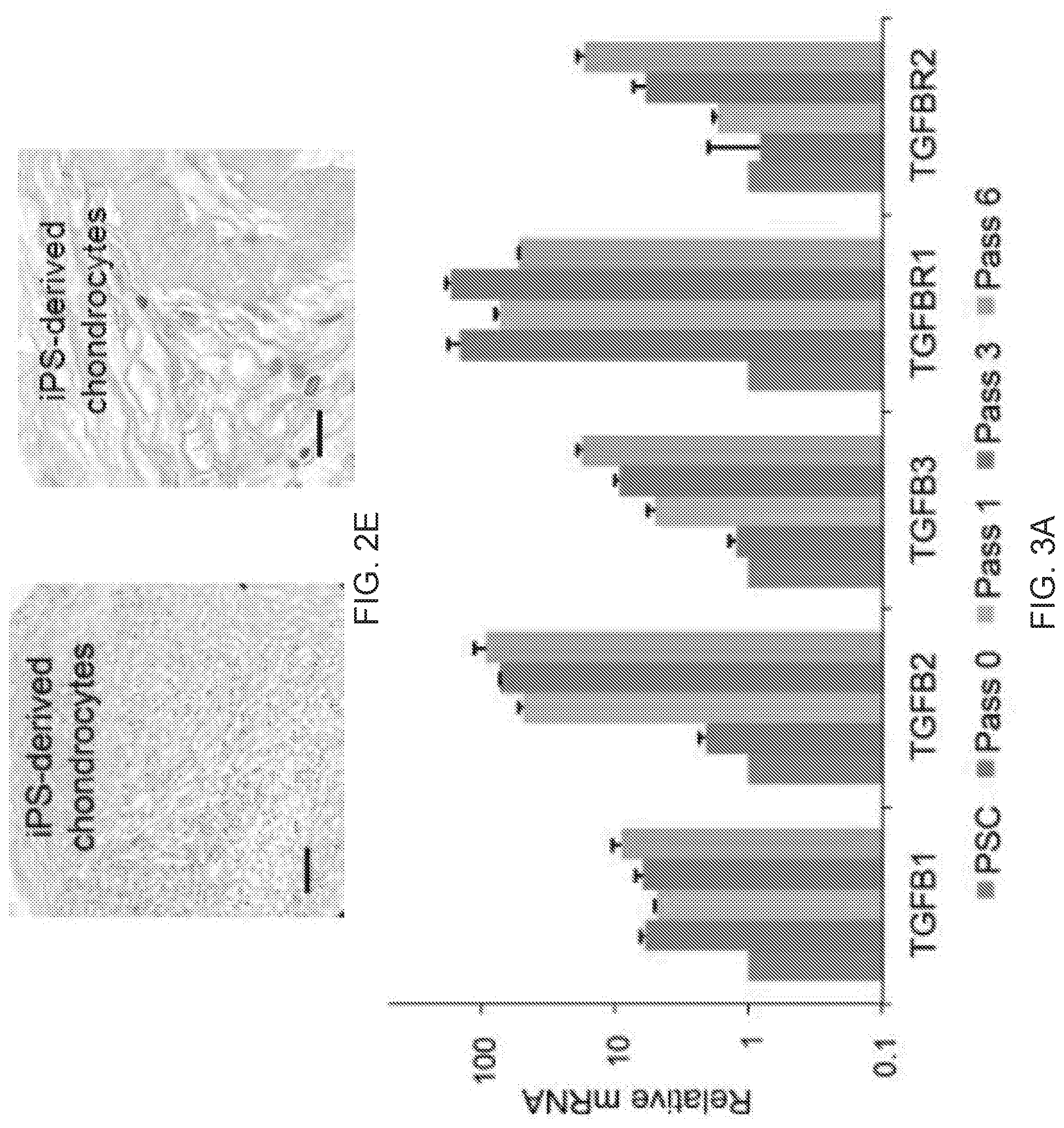 Patent US12312599 Figure 7 – Methods, compositions, and kits for producing beige adipocytes and treating metabolic disorders