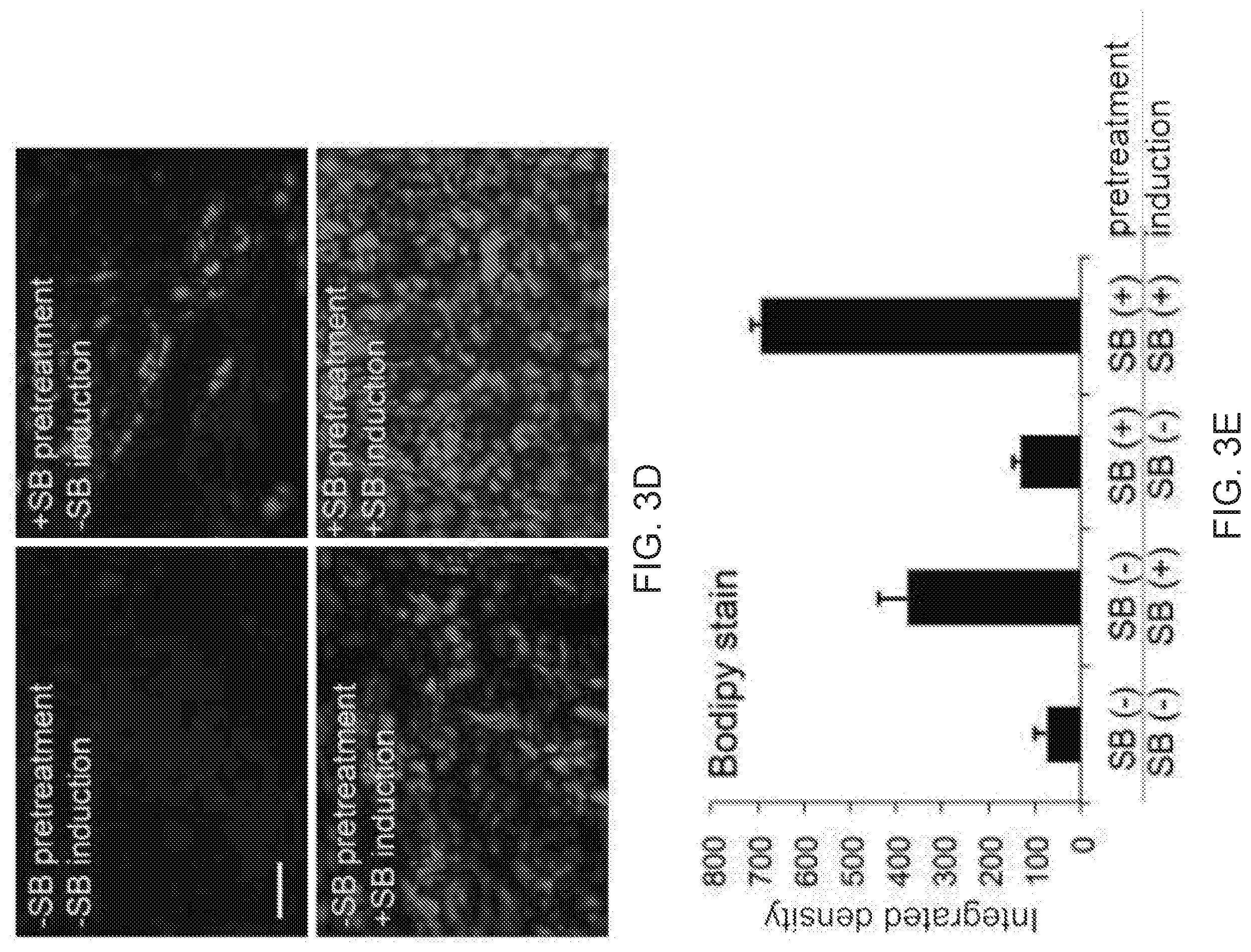 Patent US12312599 Figure 9 – Methods, compositions, and kits for producing beige adipocytes and treating metabolic disorders