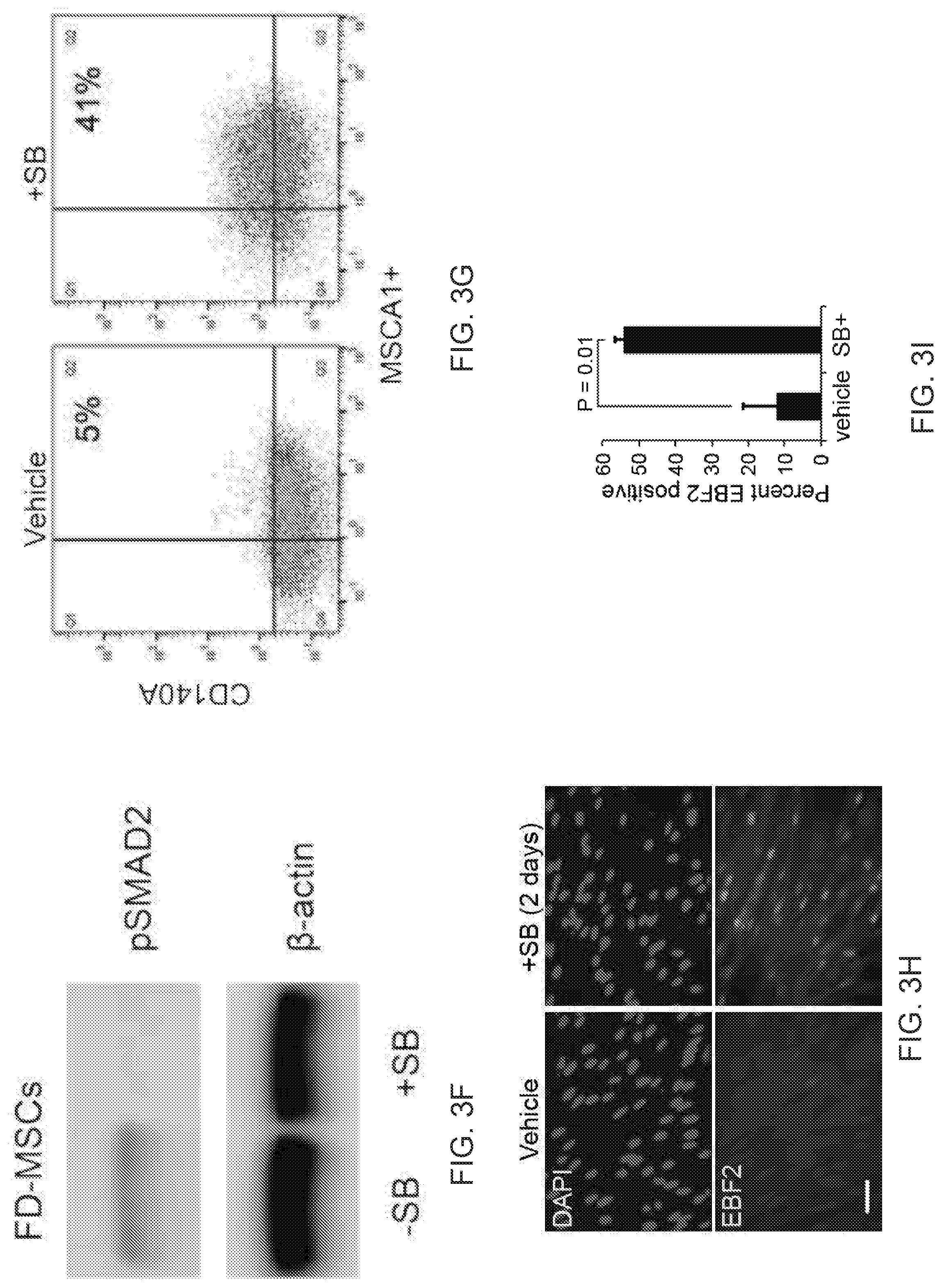 Patent US12312599 Figure 10 – Methods, compositions, and kits for producing beige adipocytes and treating metabolic disorders