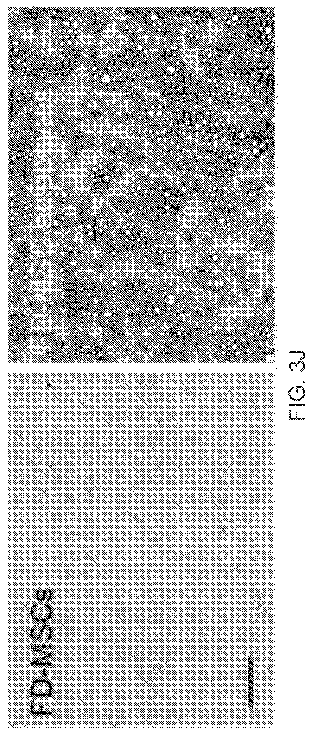 Patent US12312599 Figure 11 – Methods, compositions, and kits for producing beige adipocytes and treating metabolic disorders