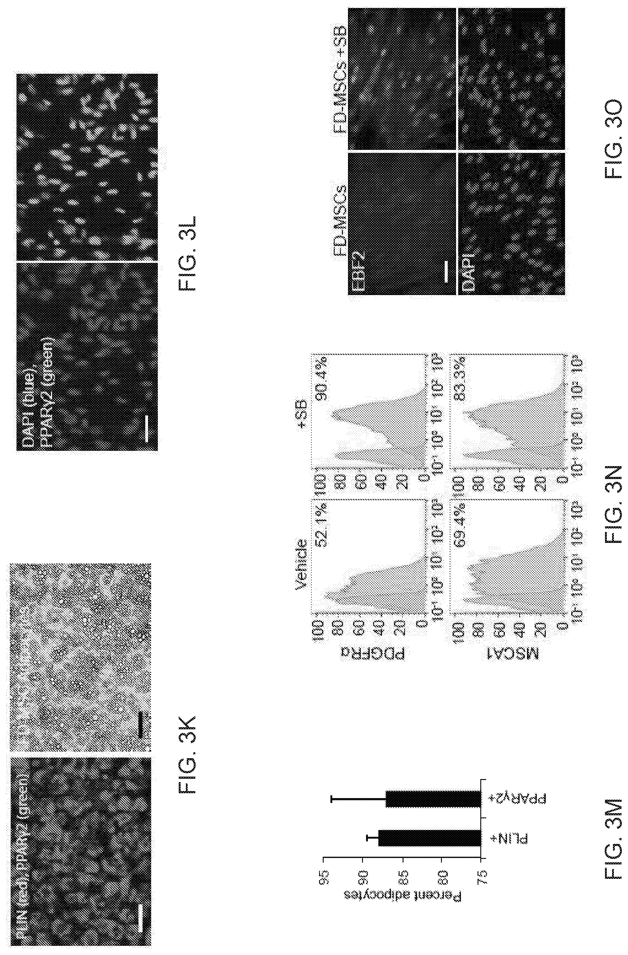 Patent US12312599 Figure 12 – Methods, compositions, and kits for producing beige adipocytes and treating metabolic disorders