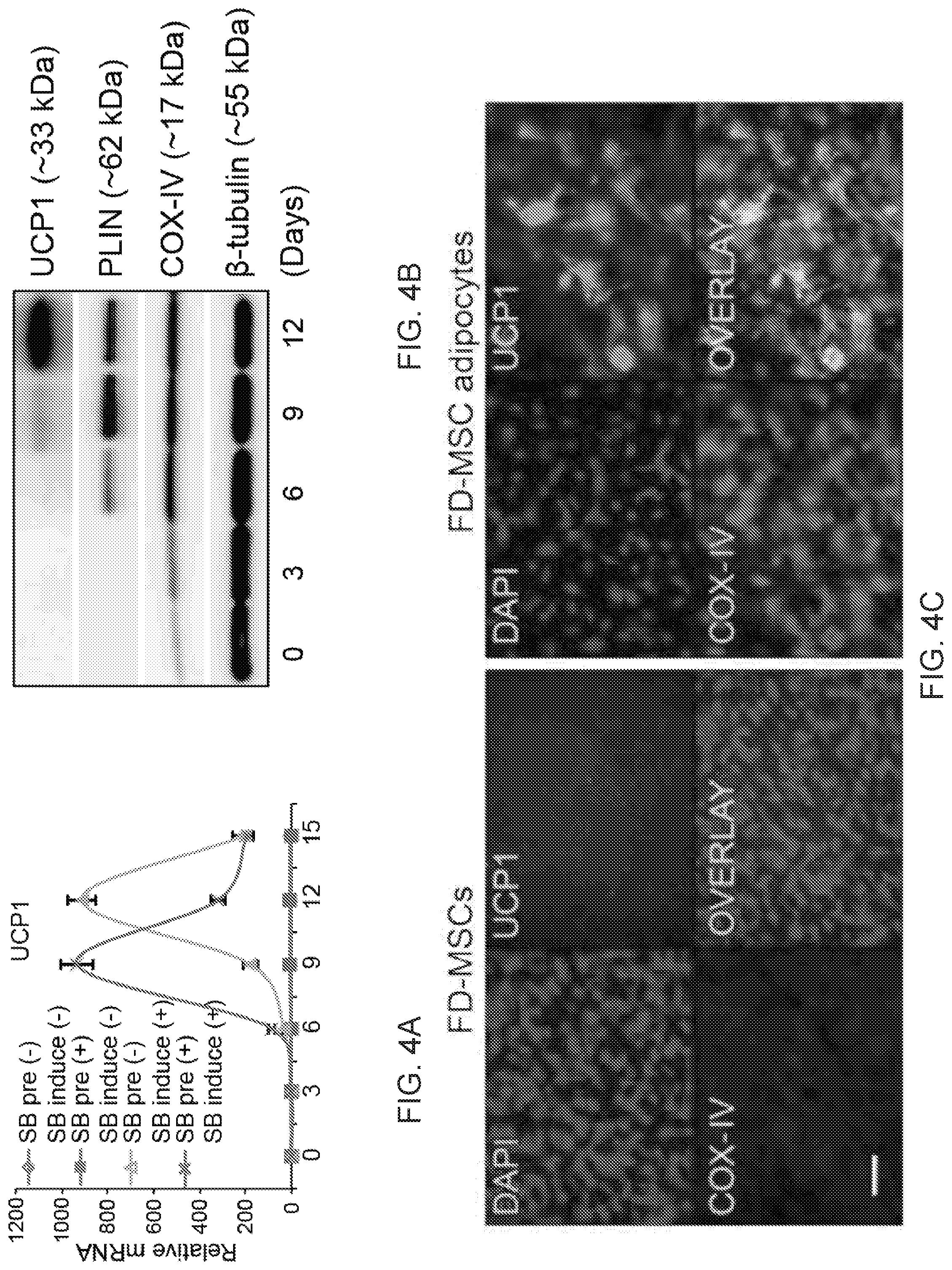 Patent US12312599 Figure 13 – Methods, compositions, and kits for producing beige adipocytes and treating metabolic disorders