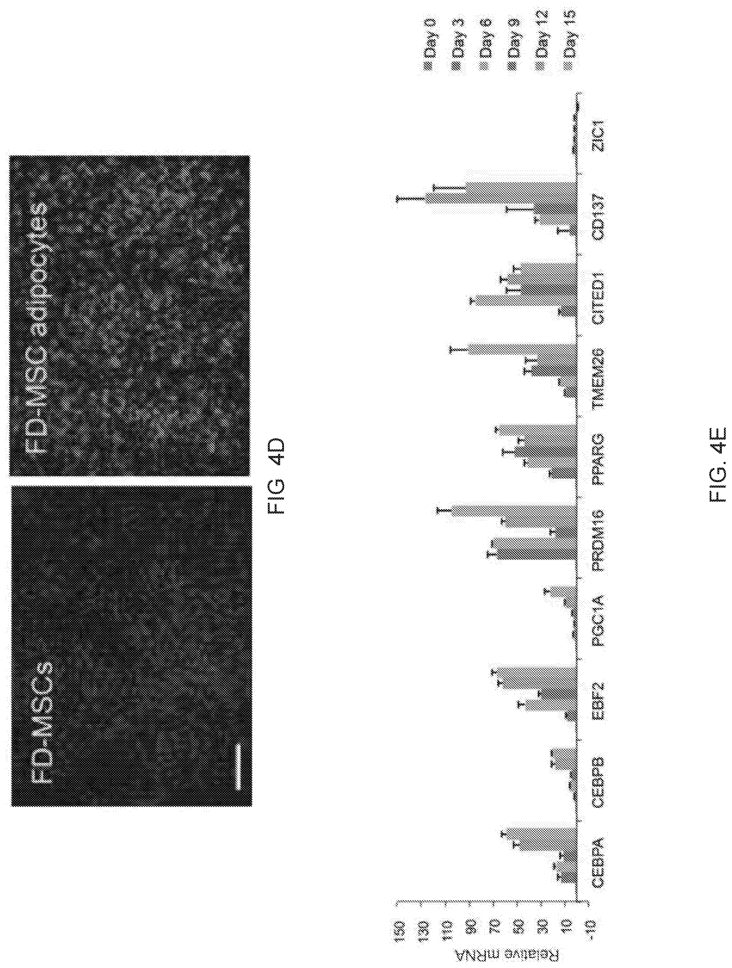 Patent US12312599 Figure 14 – Methods, compositions, and kits for producing beige adipocytes and treating metabolic disorders
