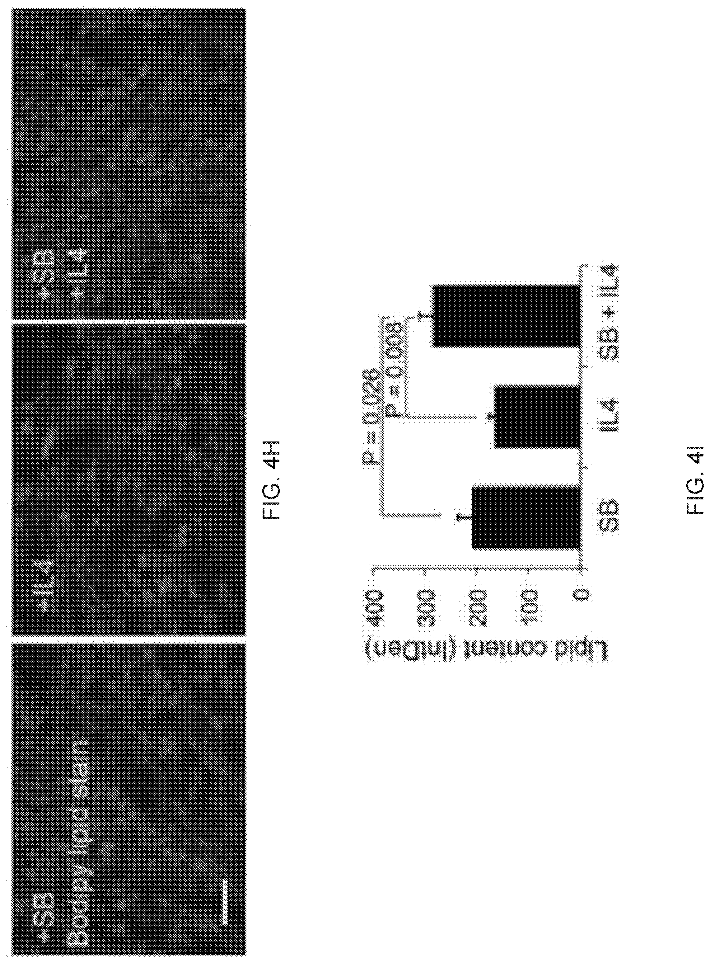 Patent US12312599 Figure 16 – Methods, compositions, and kits for producing beige adipocytes and treating metabolic disorders