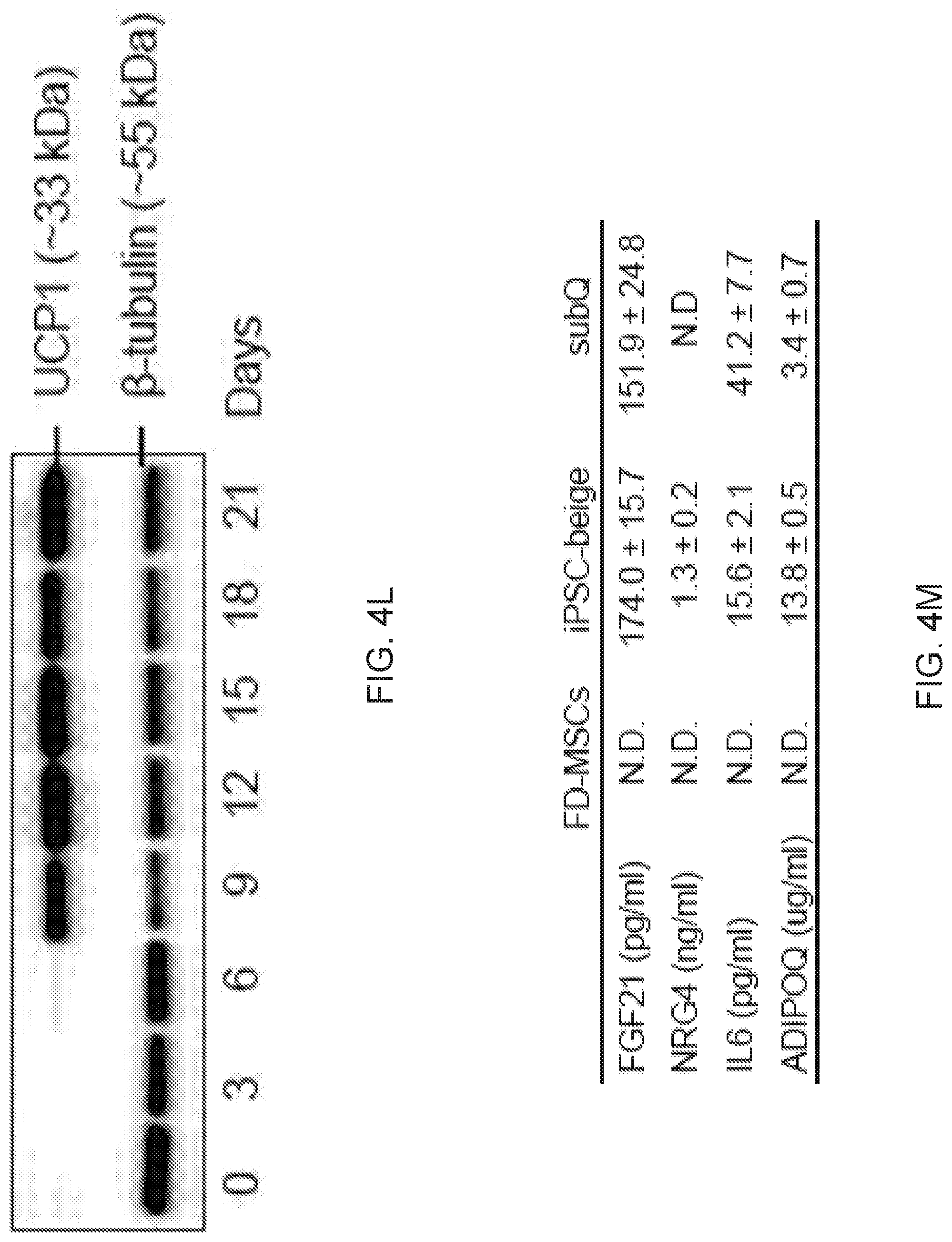 Patent US12312599 Figure 18 – Methods, compositions, and kits for producing beige adipocytes and treating metabolic disorders