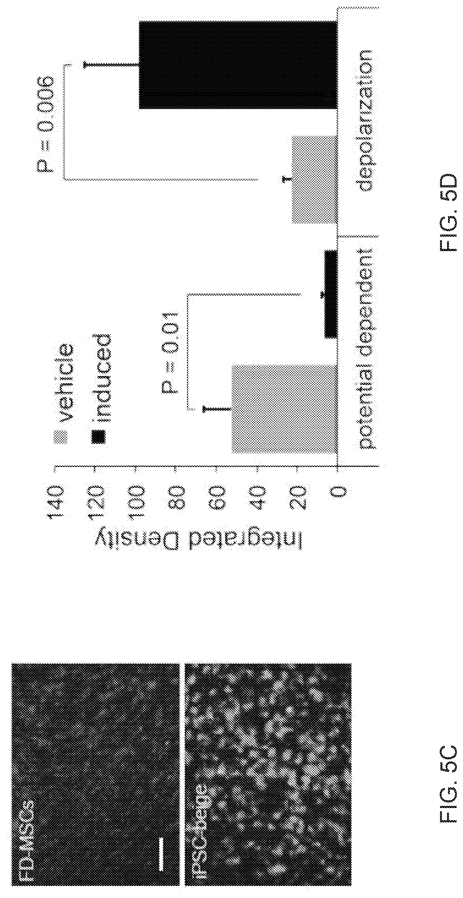 Patent US12312599 Figure 20 – Methods, compositions, and kits for producing beige adipocytes and treating metabolic disorders