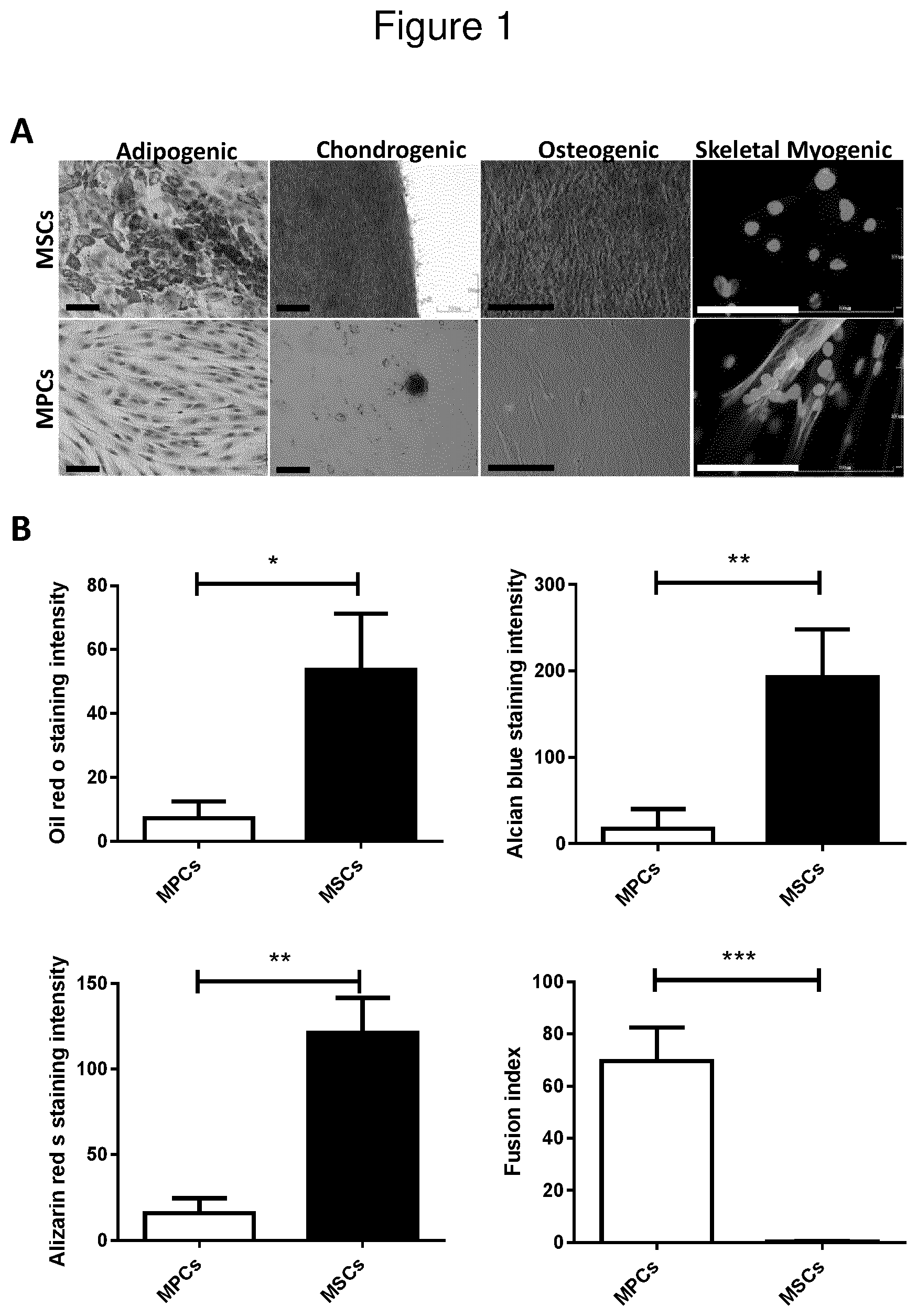 Patent US12312600 — Methods for obtaining induced smooth muscle cells — Figure 1