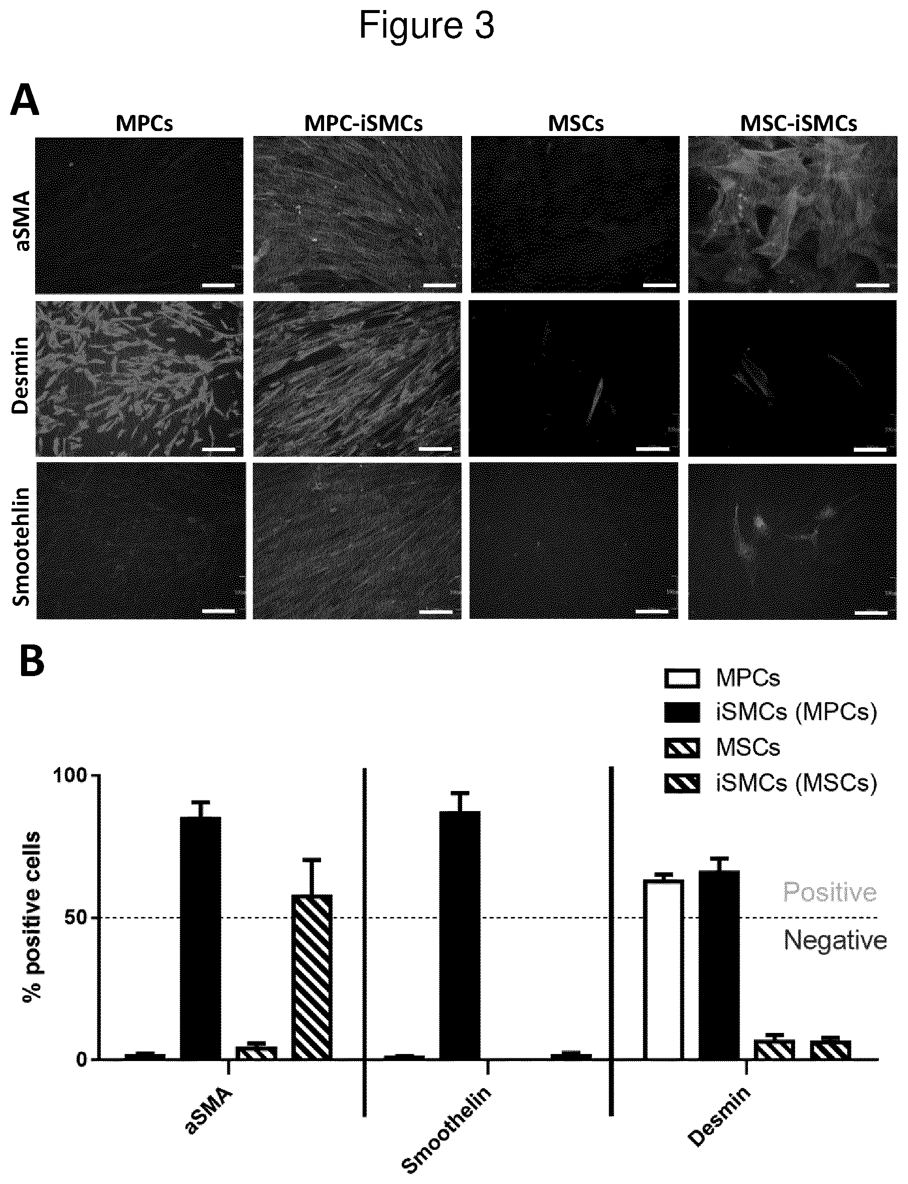 Patent US12312600 Figure 3 – Methods for obtaining induced smooth muscle cells