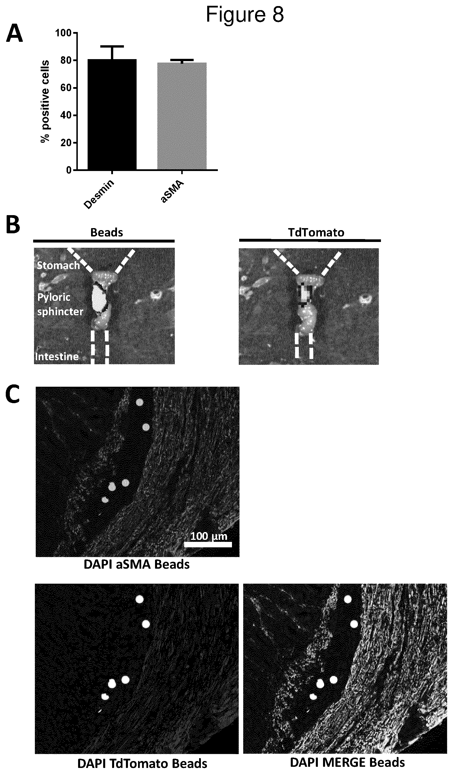 Patent US12312600 Figure 8 – Methods for obtaining induced smooth muscle cells