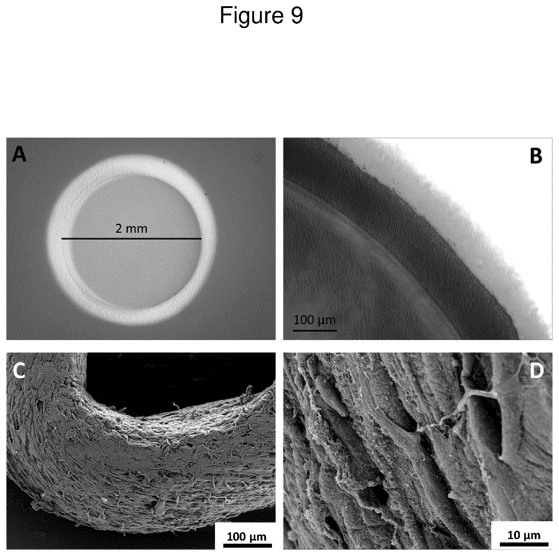 Patent US12312600 Figure 9 – Methods for obtaining induced smooth muscle cells