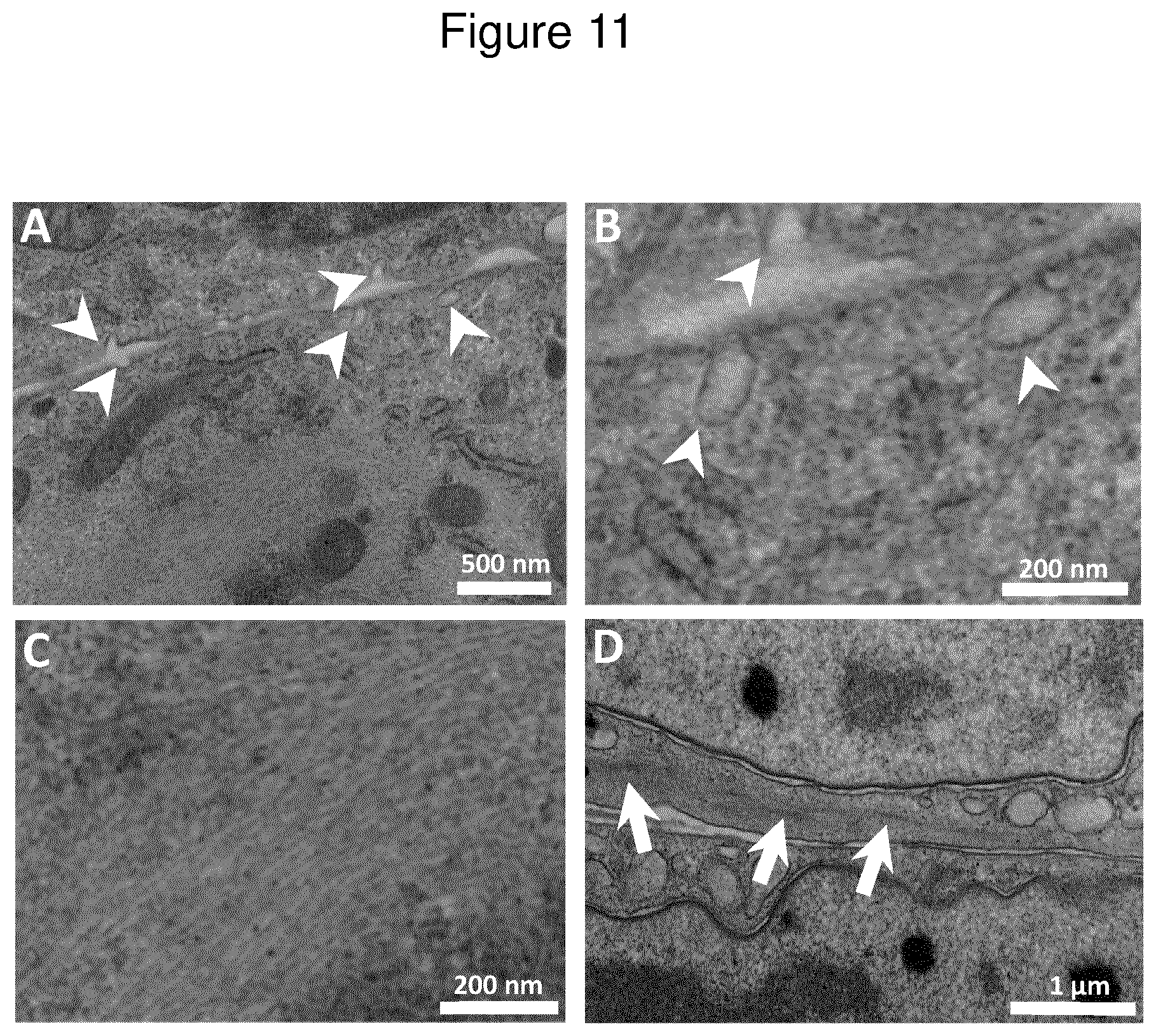 Patent US12312600 Figure 11 – Methods for obtaining induced smooth muscle cells
