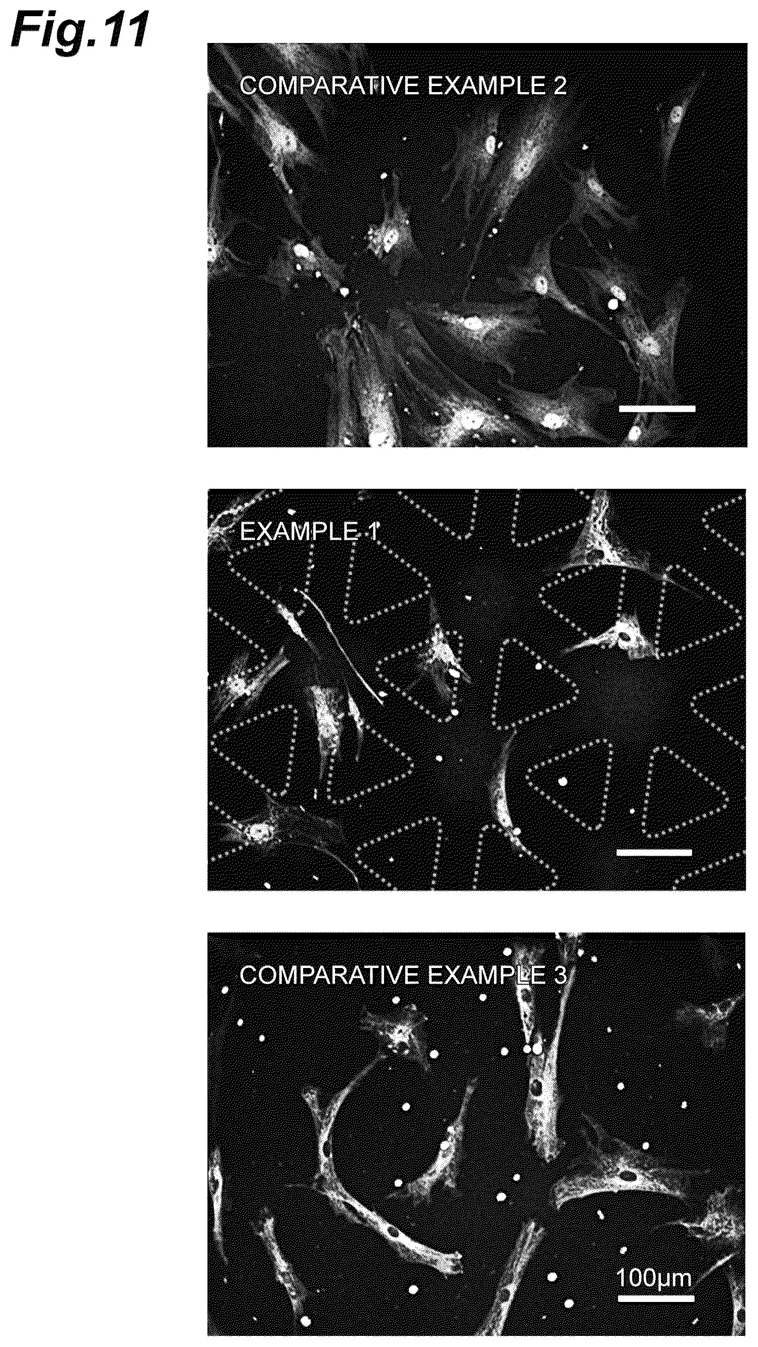 Patent US12312601 Figure 11 – Culture substrate, method for manufacturing culture substrate, and culturing method and culturing device for stem cell
