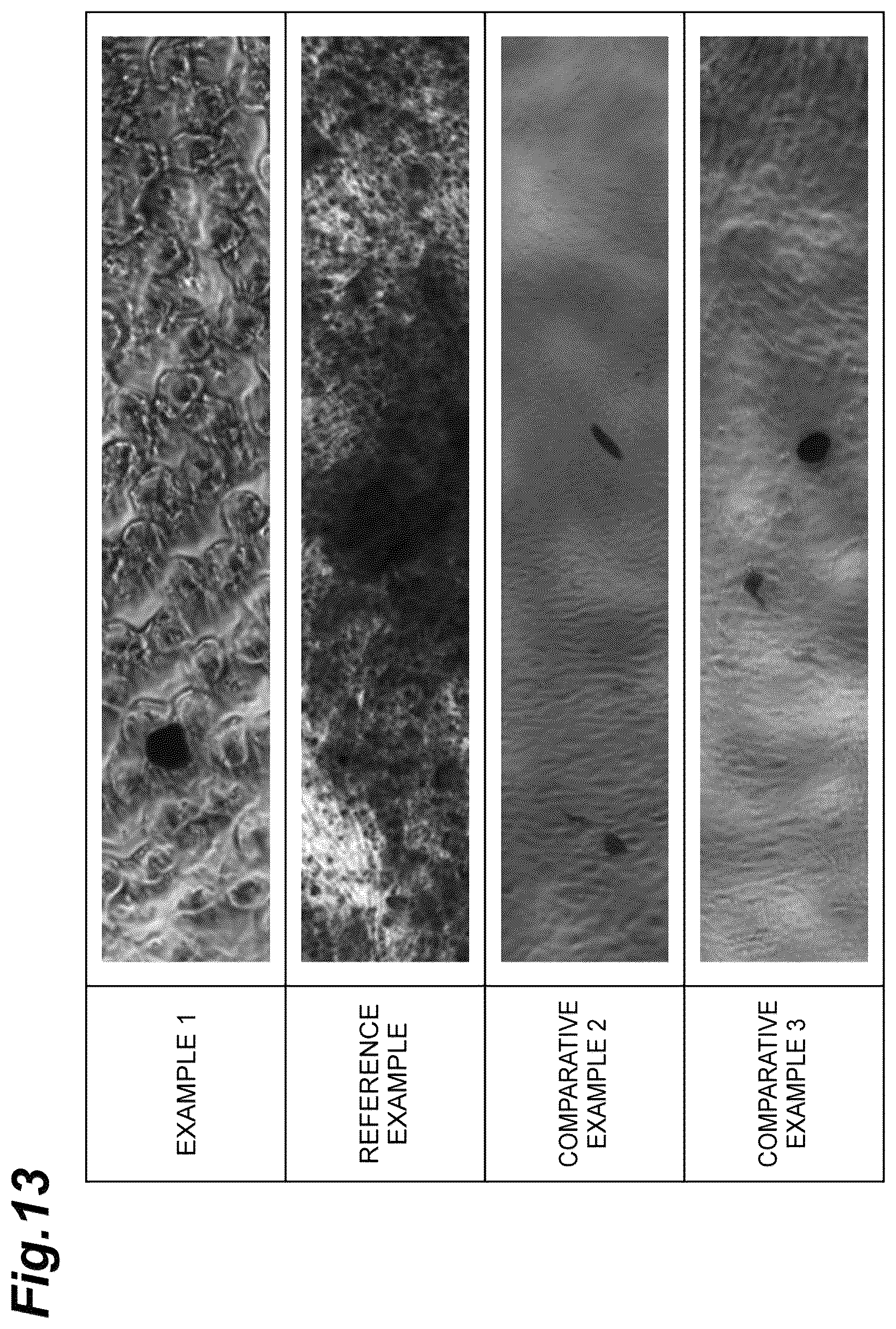 Patent US12312601 Figure 13 – Culture substrate, method for manufacturing culture substrate, and culturing method and culturing device for stem cell